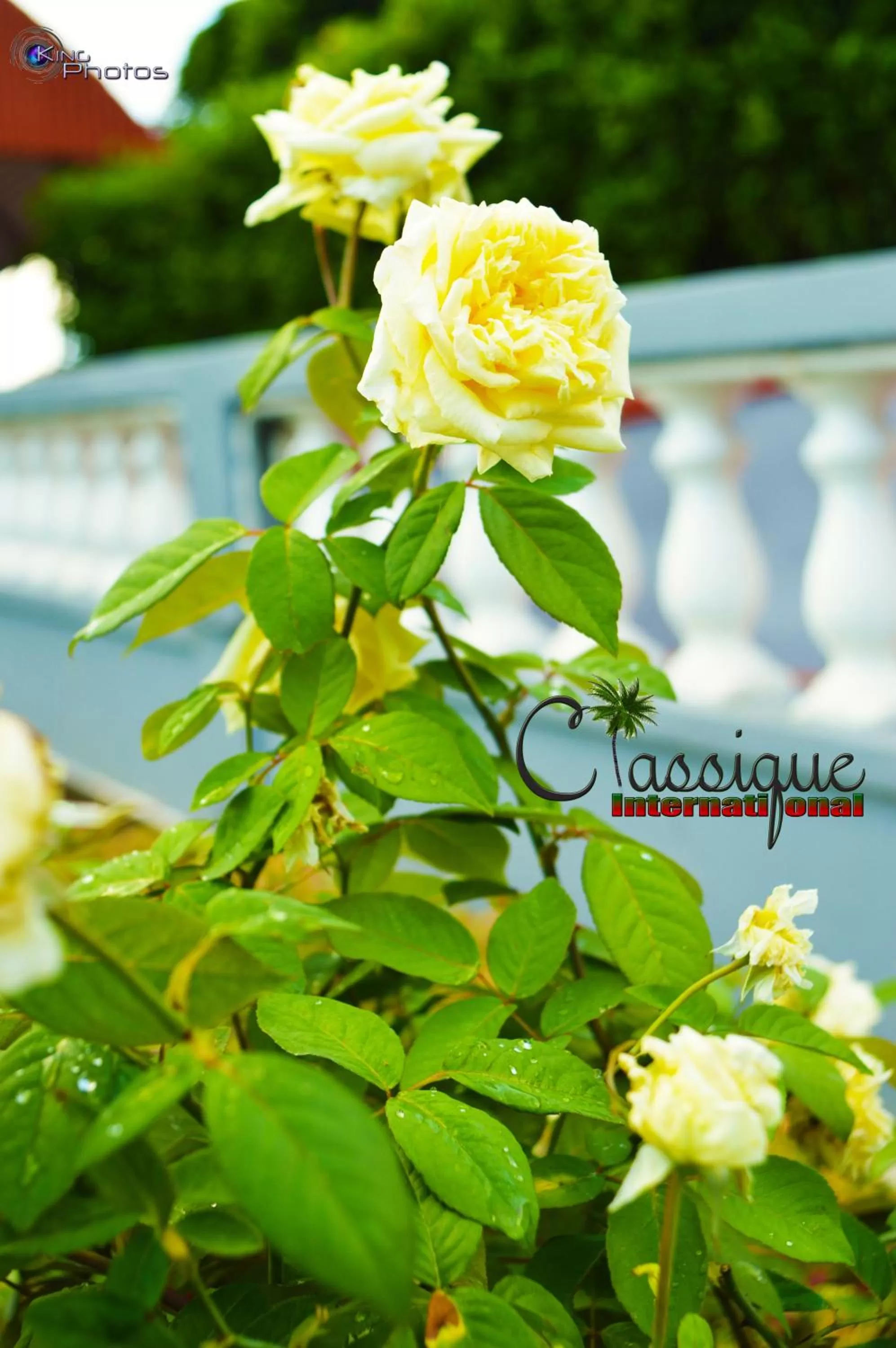 Bird's eye view in Classique International in Dominica