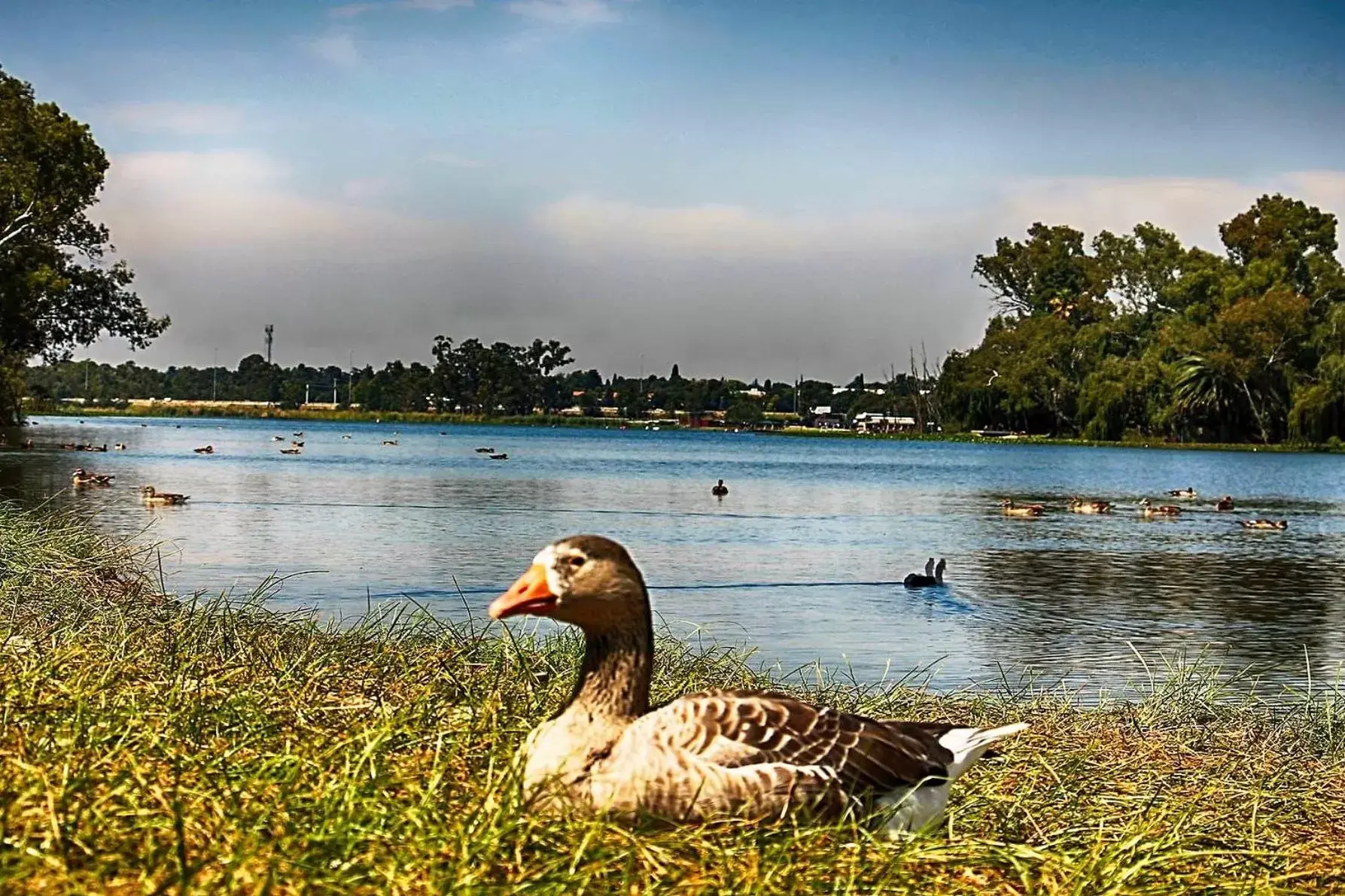 Fishing, Other Animals in Lakeview Boutique Hotel & Conference Center