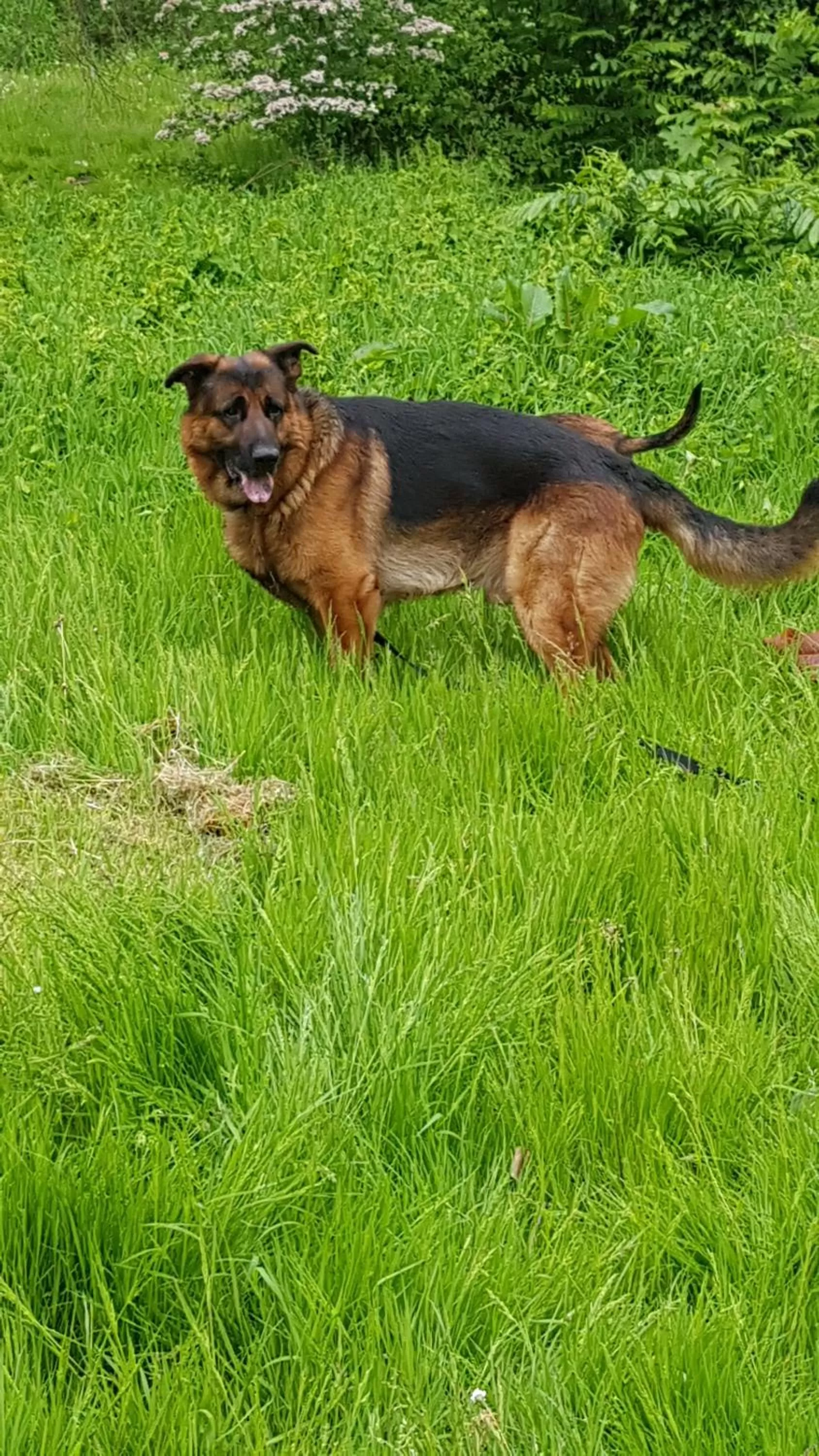 Pets in Mi BnB Amsterdam