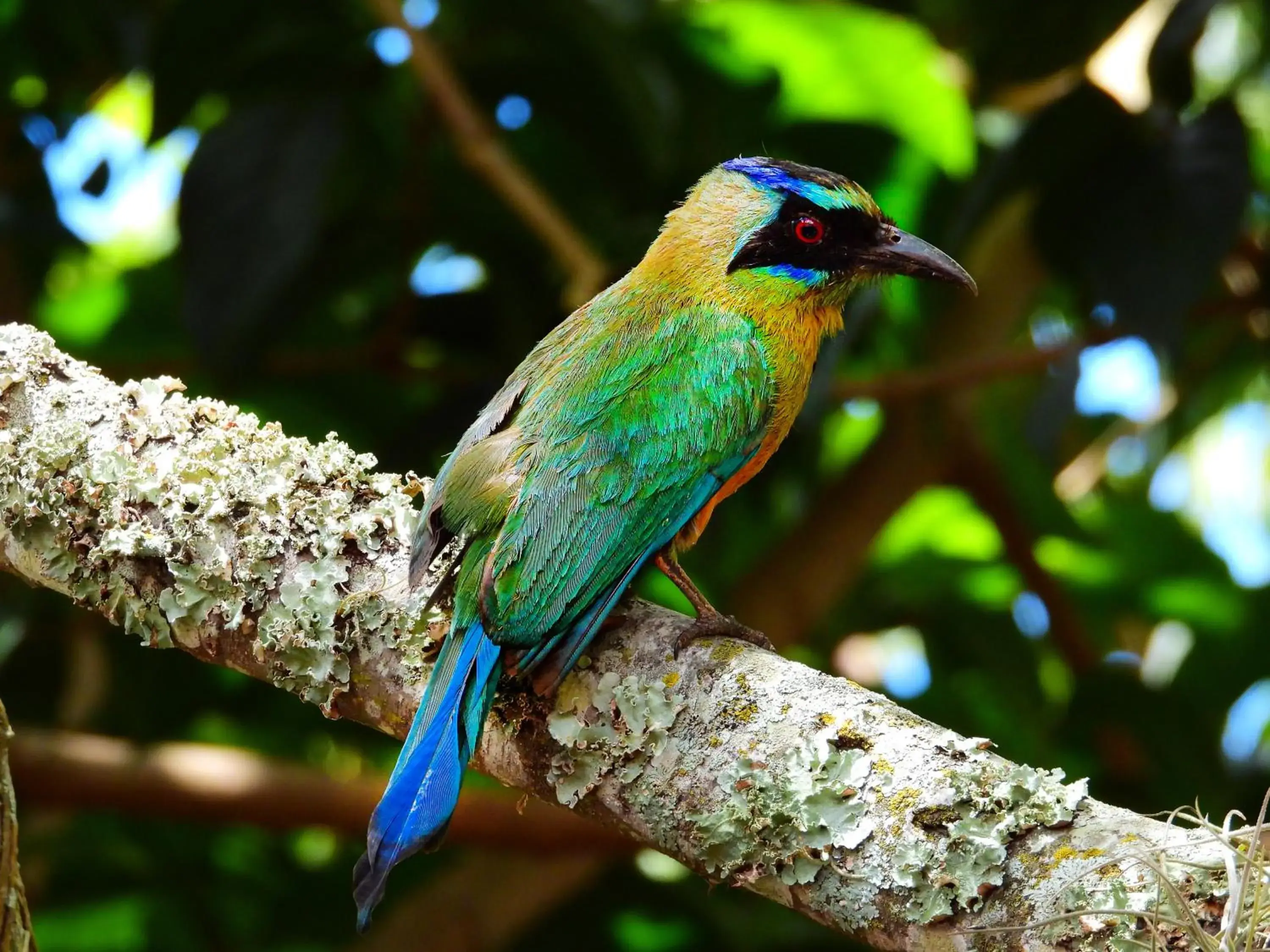 Spring, Other Animals in Hotel Terra Barichara