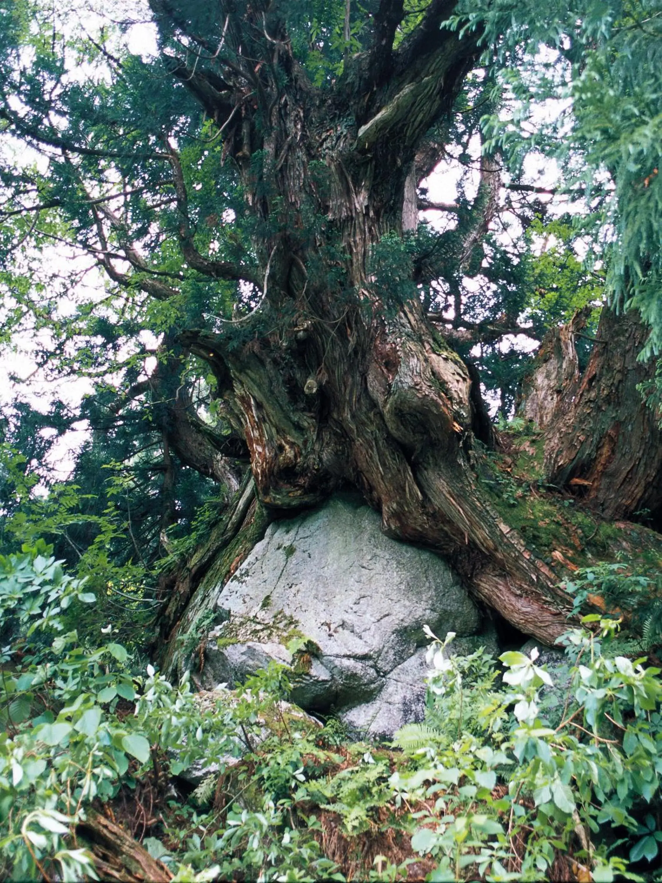 Natural Landscape in Apa Hotel Uozu-Ekimae