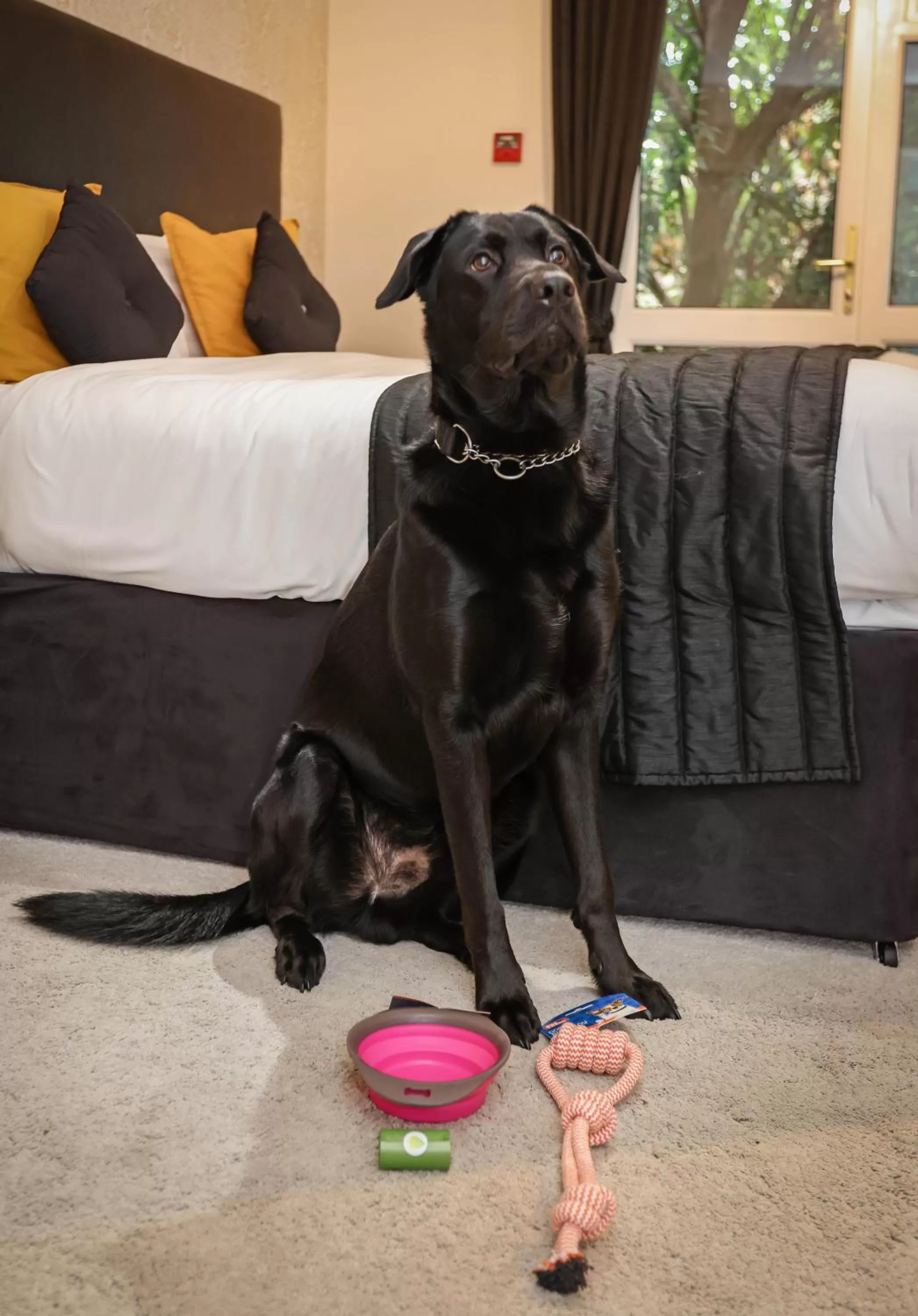 Pets in The Ashleigh - Dog Friendly