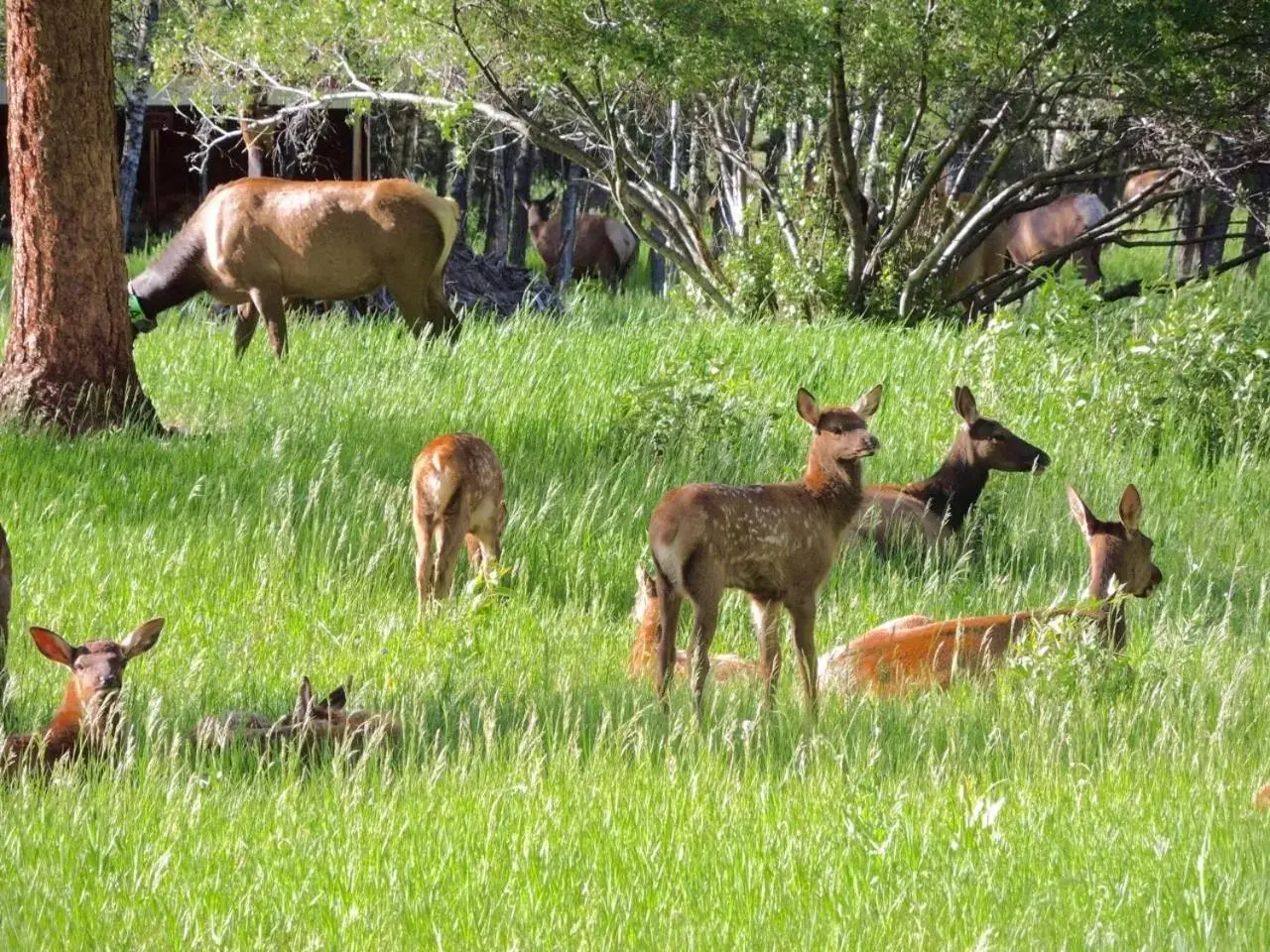 Other Animals in Romantic RiverSong Inn