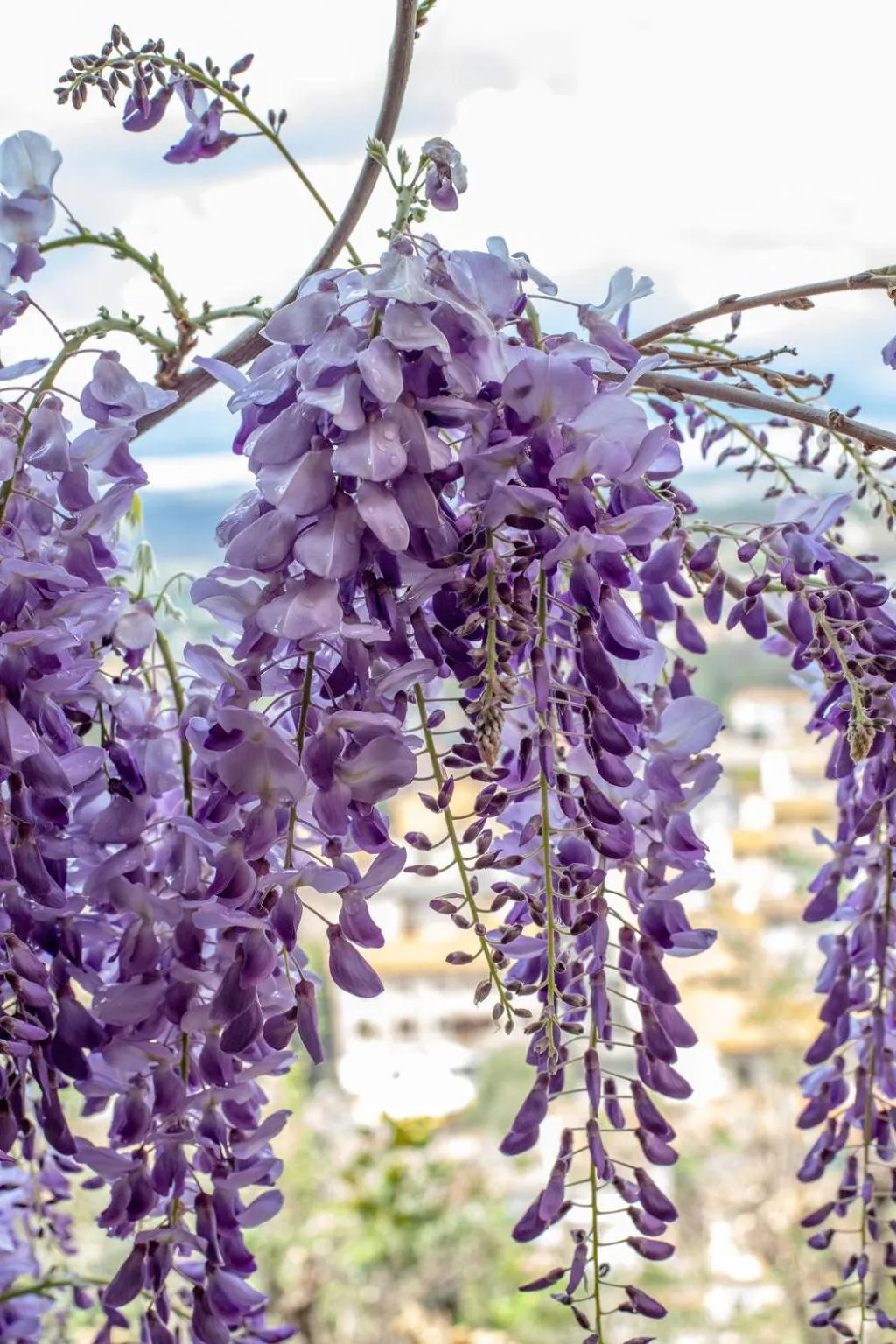 Property building in Hotel Il Castello