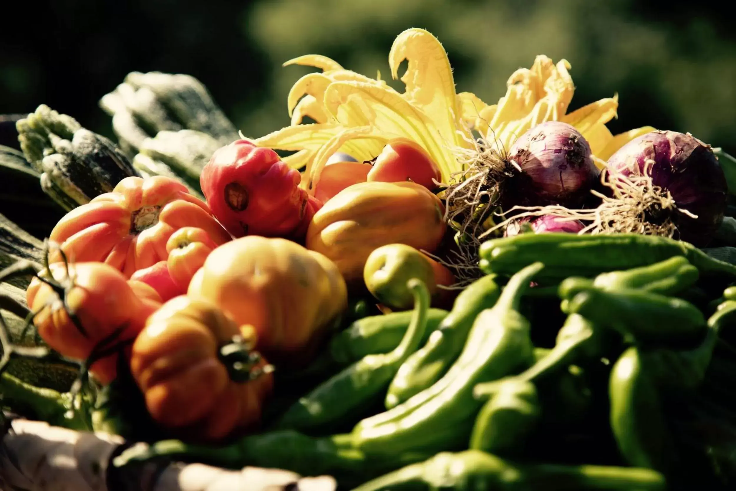 Food close-up, Food in Terre di Baccio