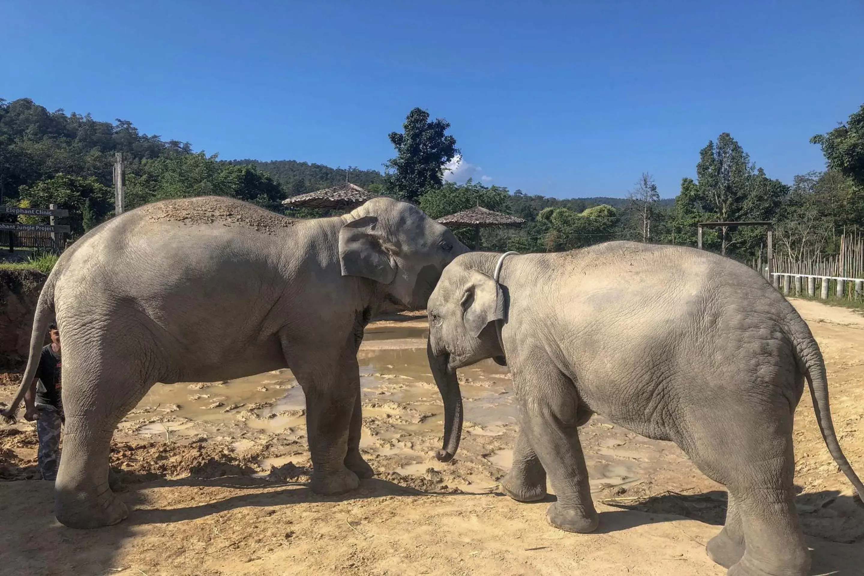 Nearby landmark, Other Animals in OYO 1014 Le Viengping