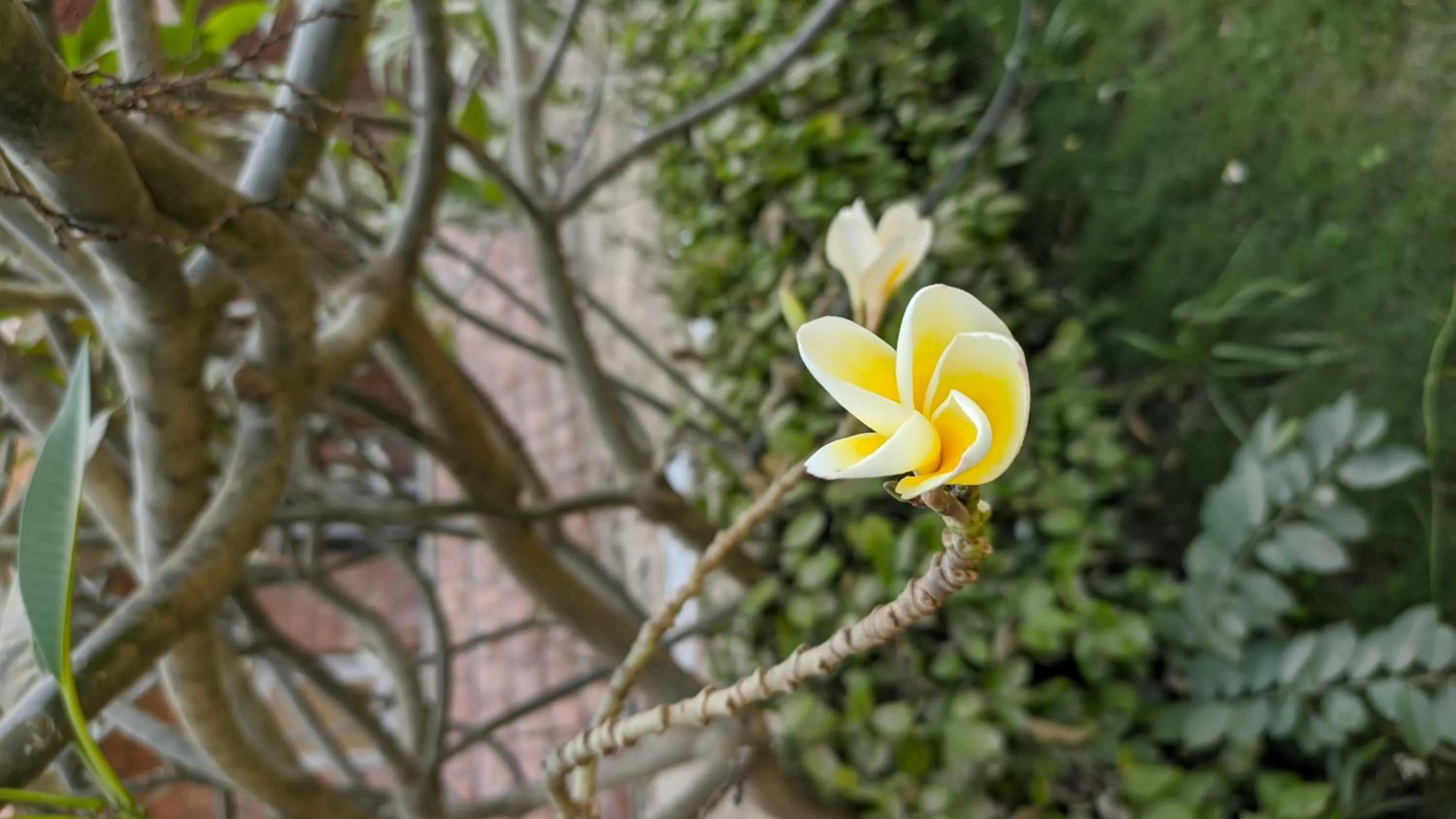 Garden in Kanthi Resorts Badami