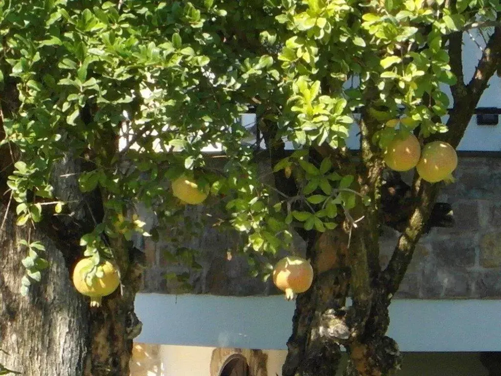 Food, Garden in B&B Villa Lura Pompei