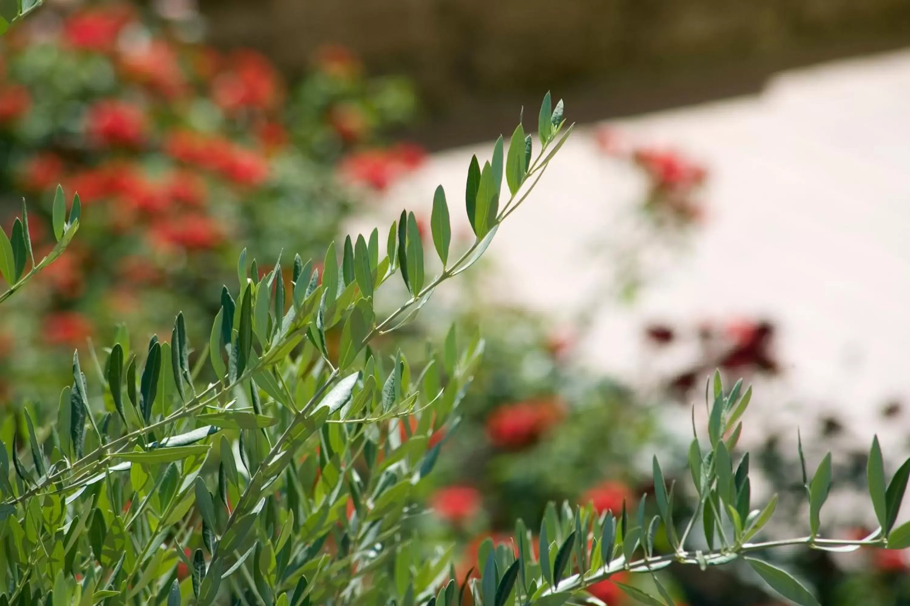 Garden in Hotel Relais Agli Olivi