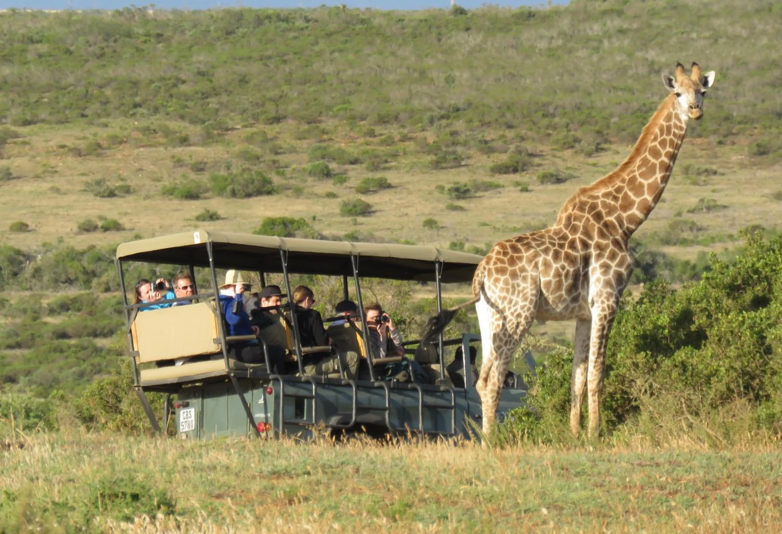 Animals in Garden Route Game Lodge