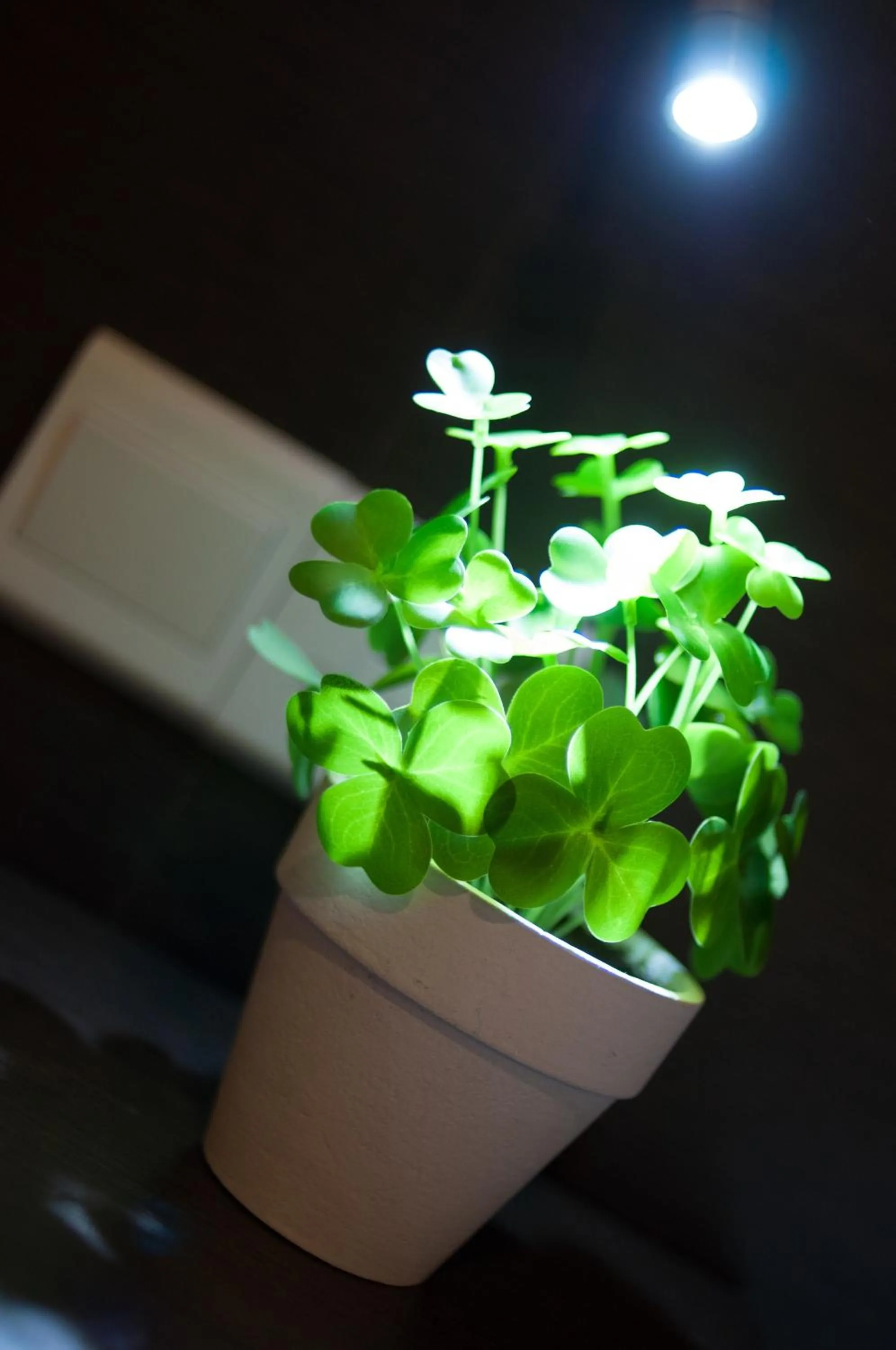 Decorative detail in Hotel Mezzo