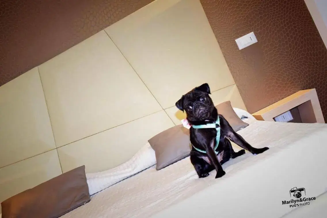 Photo of the whole room, Pets in Hotel Principe