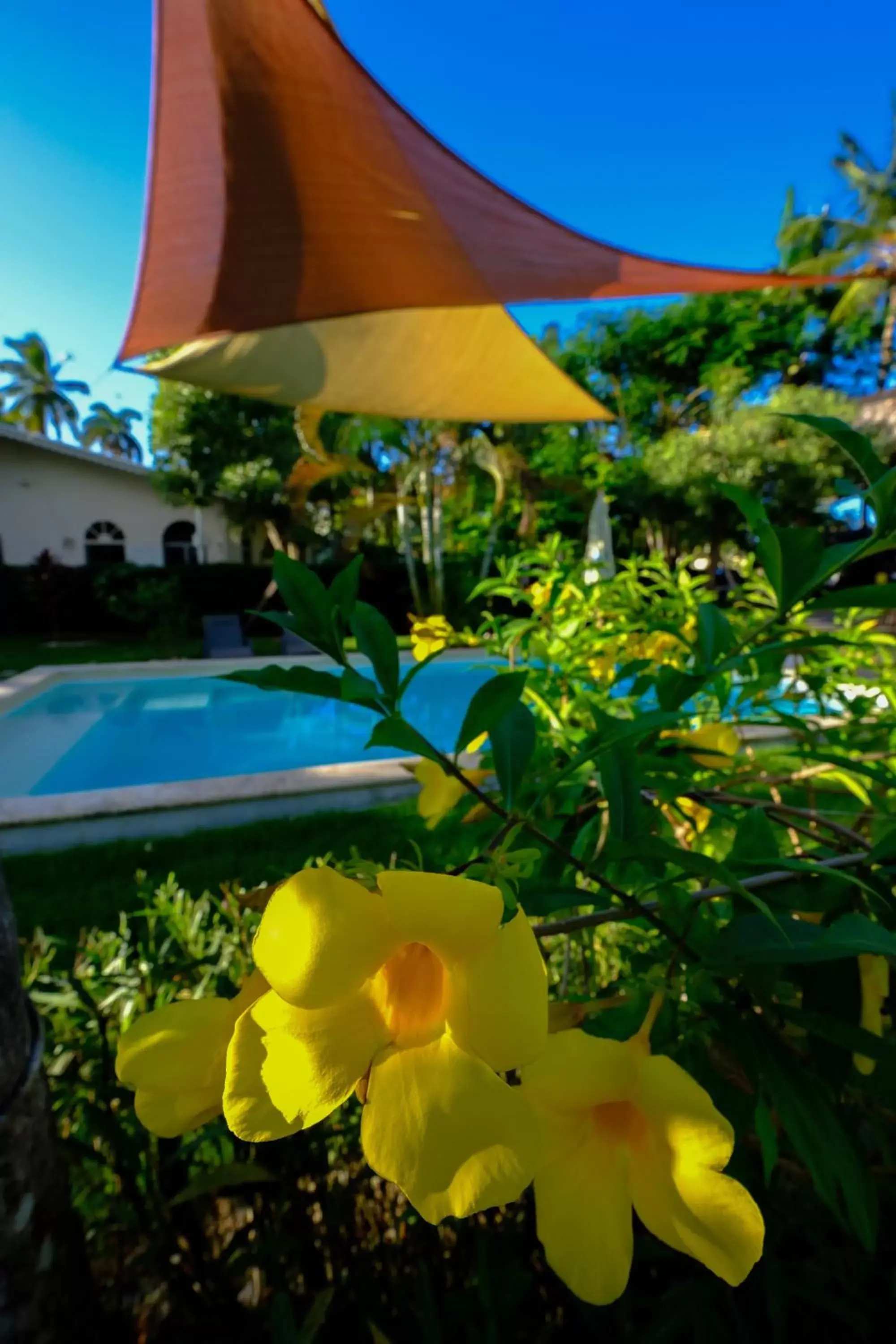 Garden, Swimming Pool in Hotel Enjoy