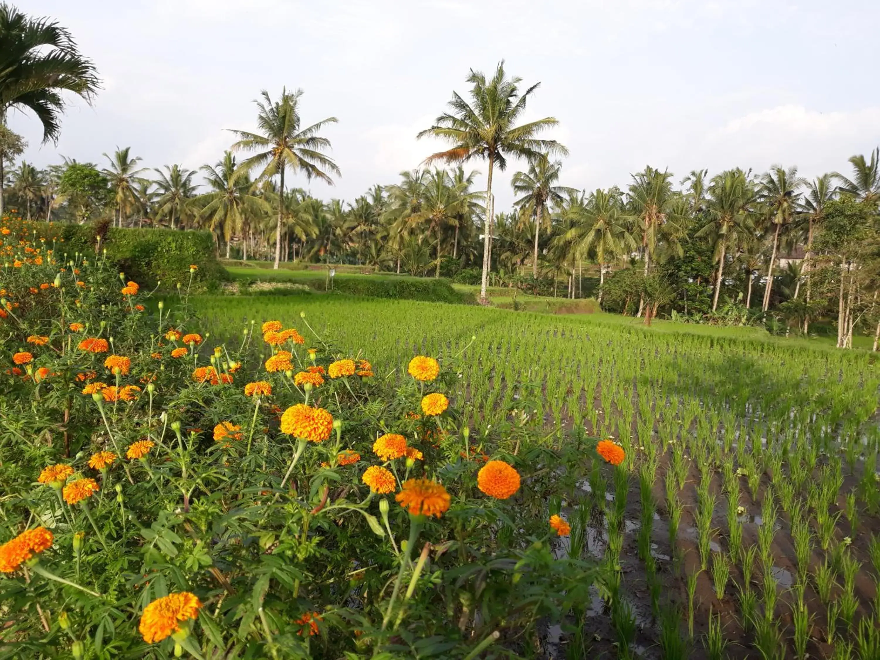 Day, Garden in Ubud Syailendra Heritage Villas by EPS