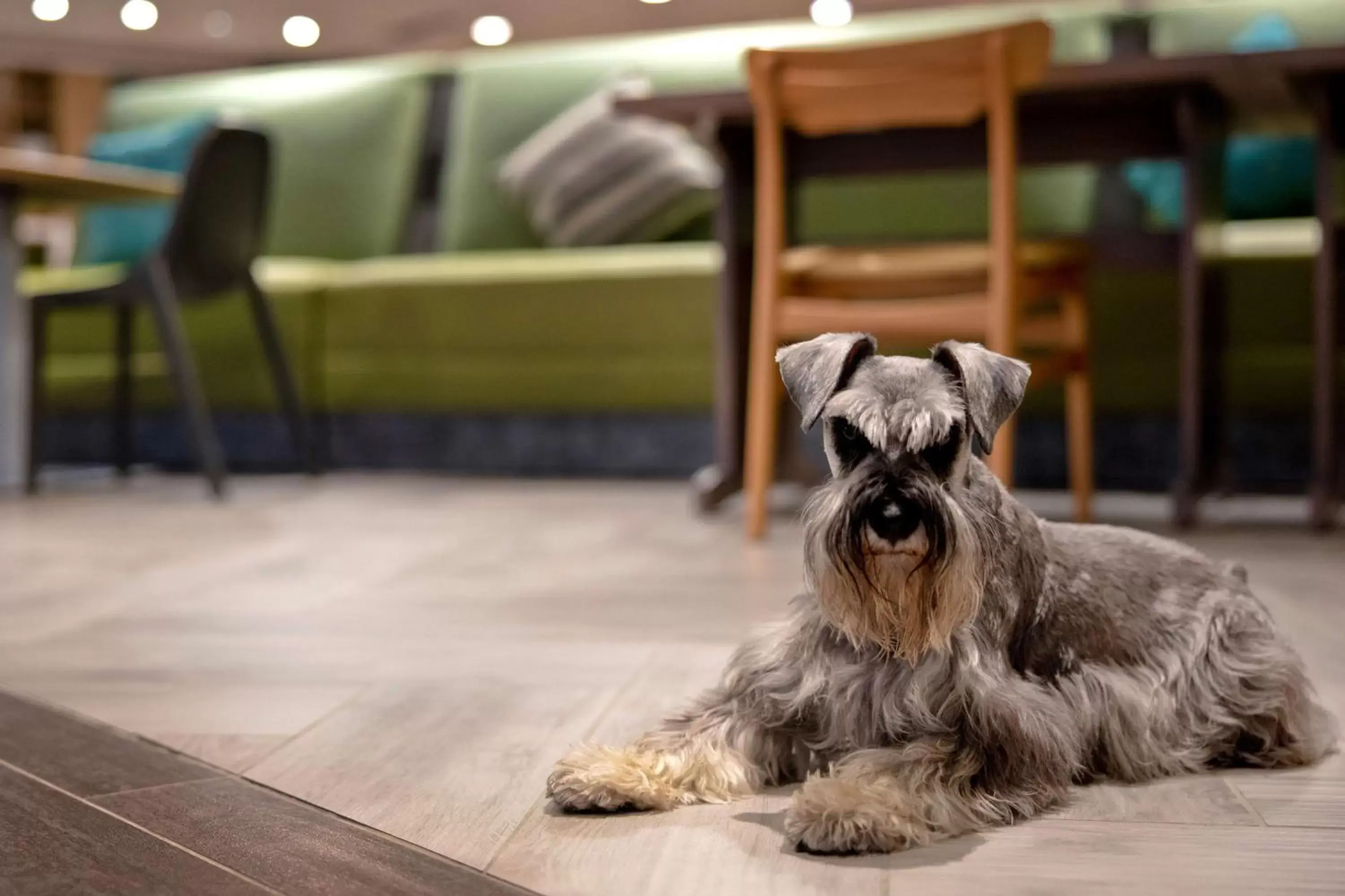 Lobby or reception, Pets in Home2 Suites By Hilton Lexington Hamburg