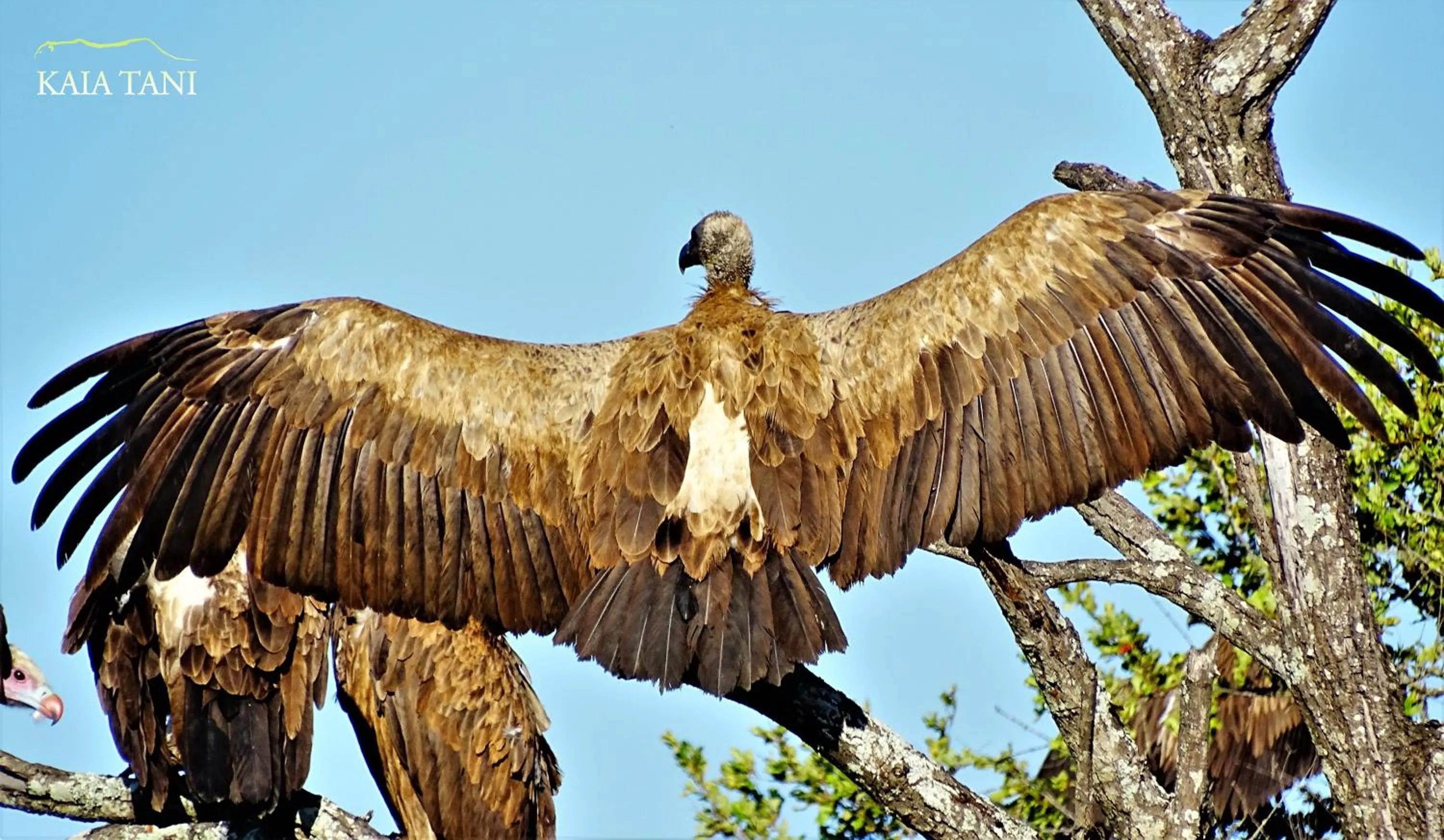 Animals in Kaia Tani Exclusive Guesthouse
