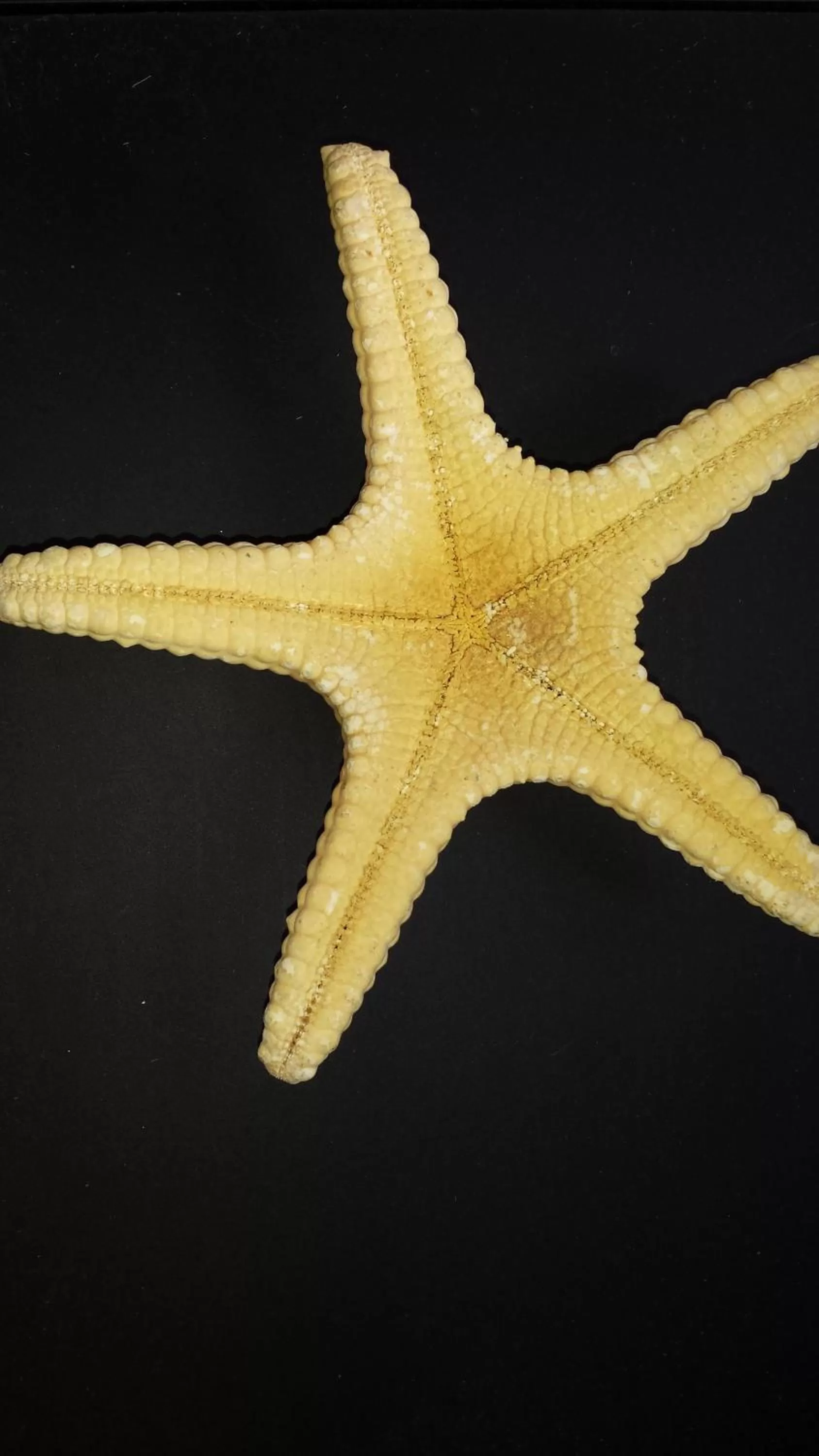 Decorative detail, Other Animals in Aloha Crater Lodge