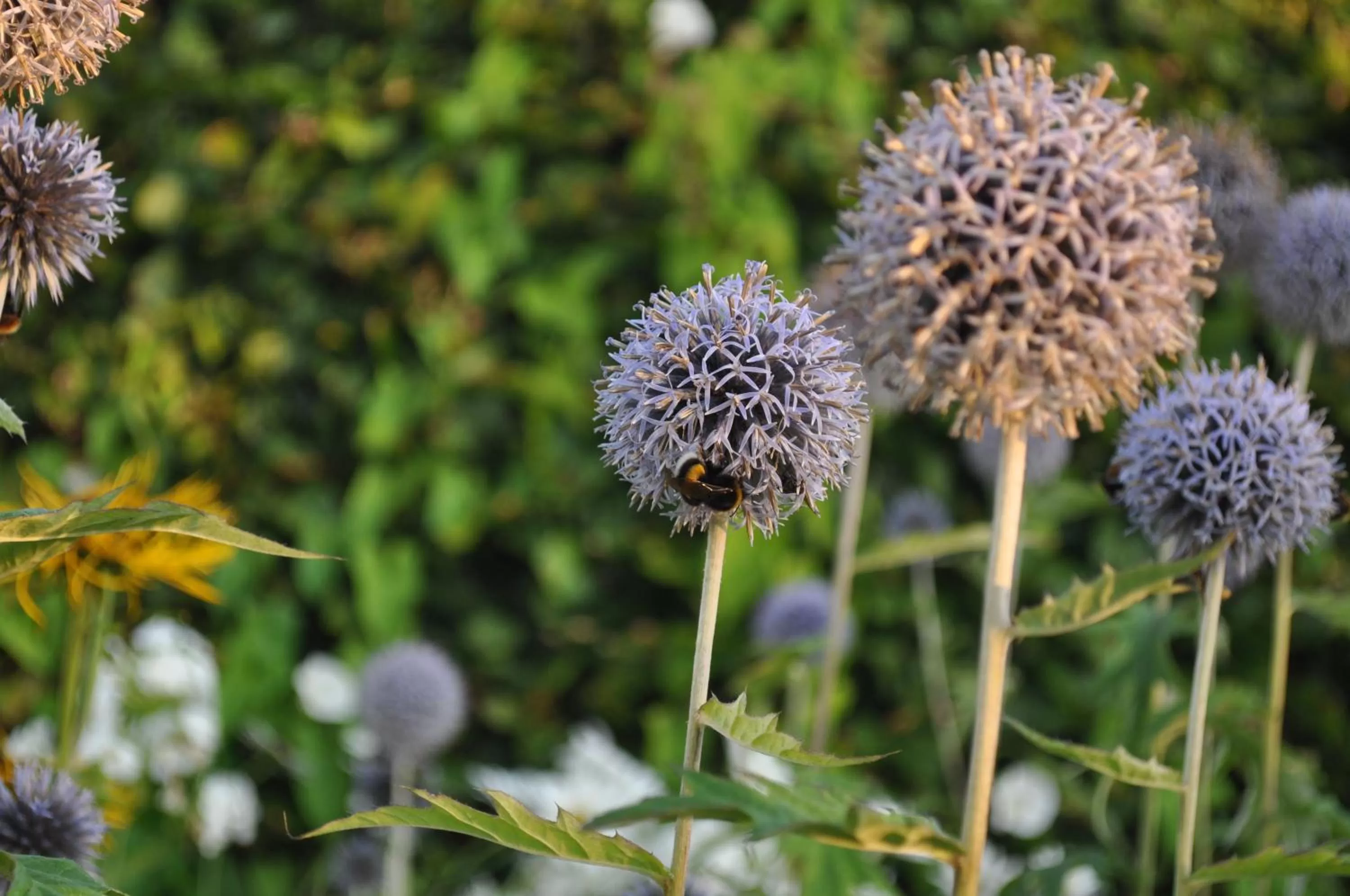 Other in Koebenhovedskov Bed & Breakfast