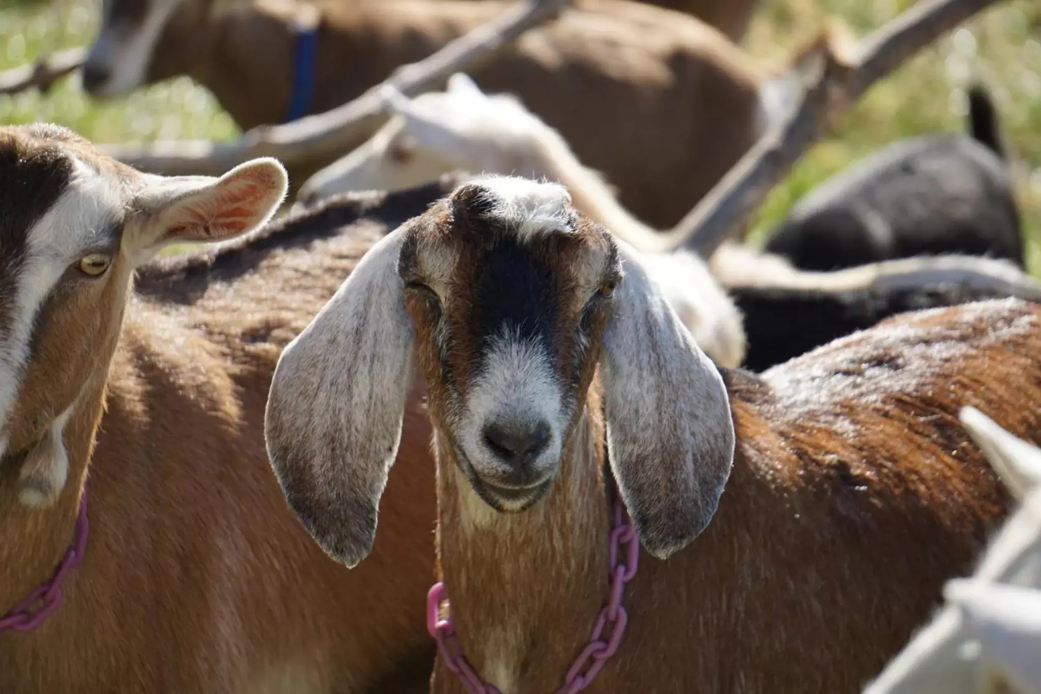 Animals, Other Animals in Rainbow Ridge Farms