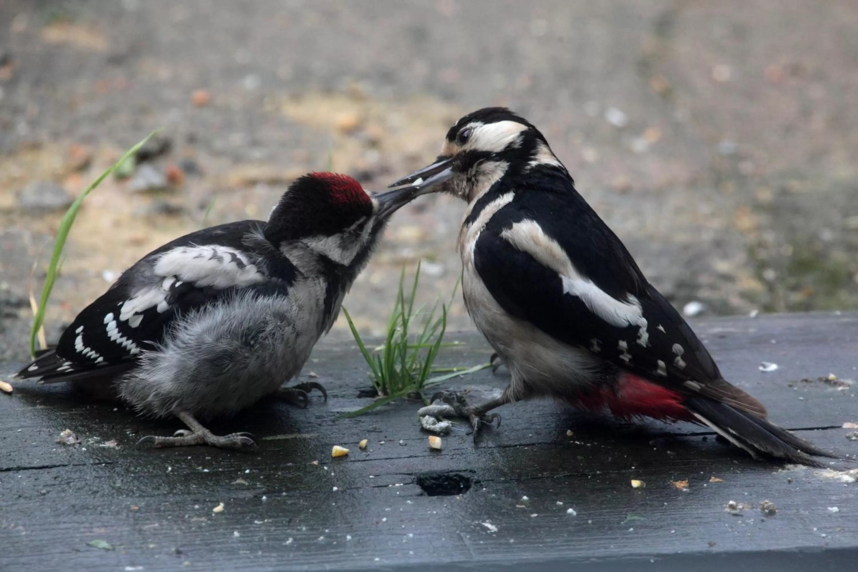 Garden, Other Animals in Lovaton Farmhouse