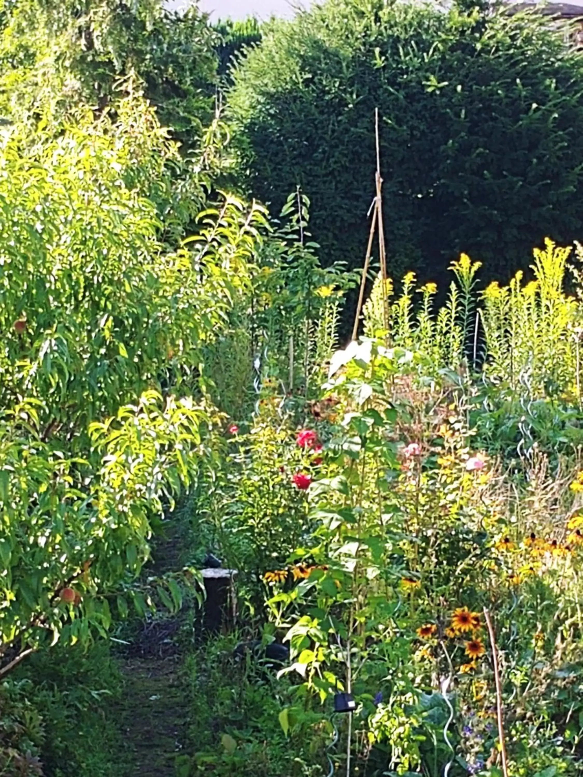 Garden in Au jardin de la Maison des Soeurs