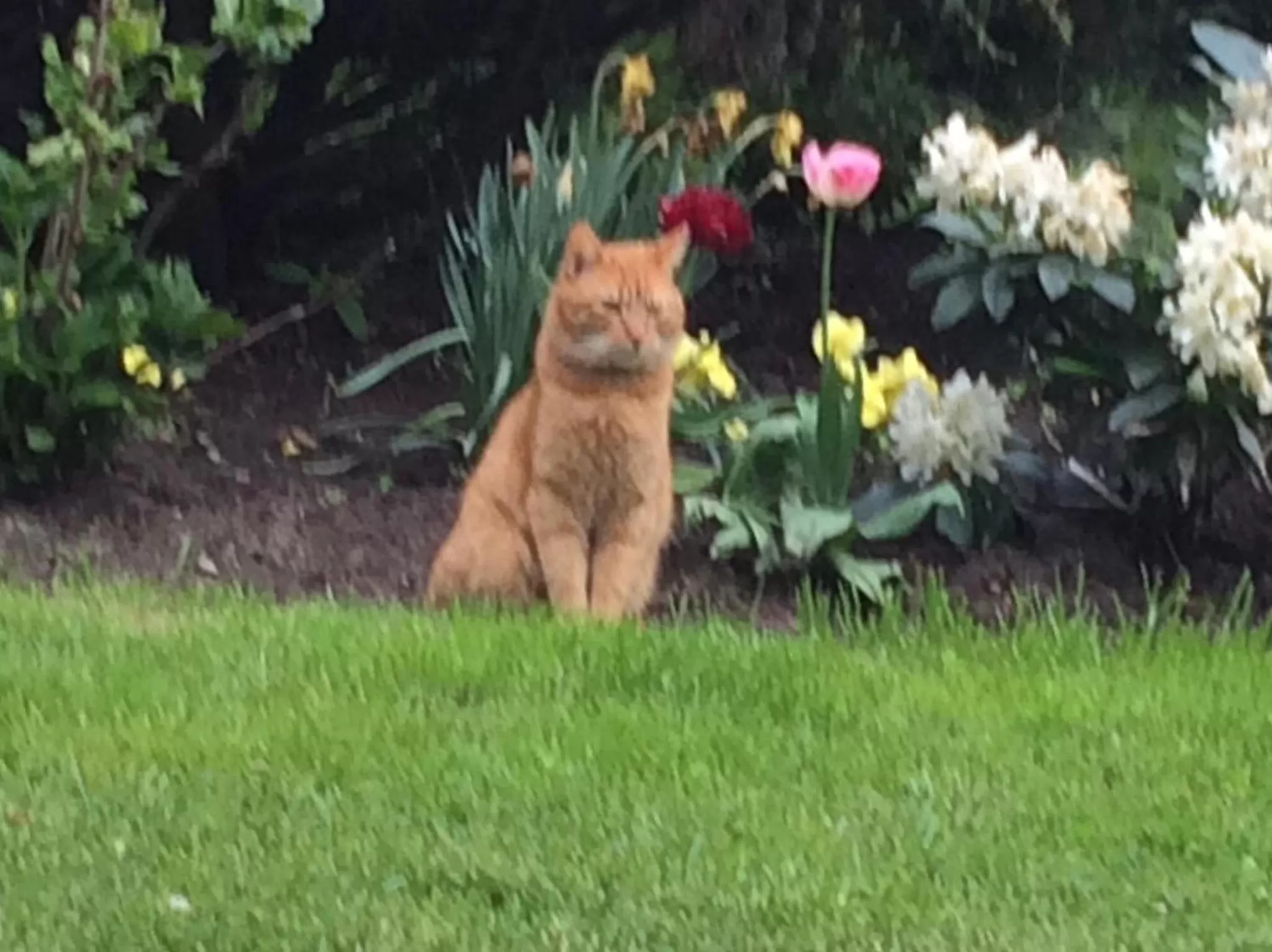 Pets in Hotel Vilhelmine