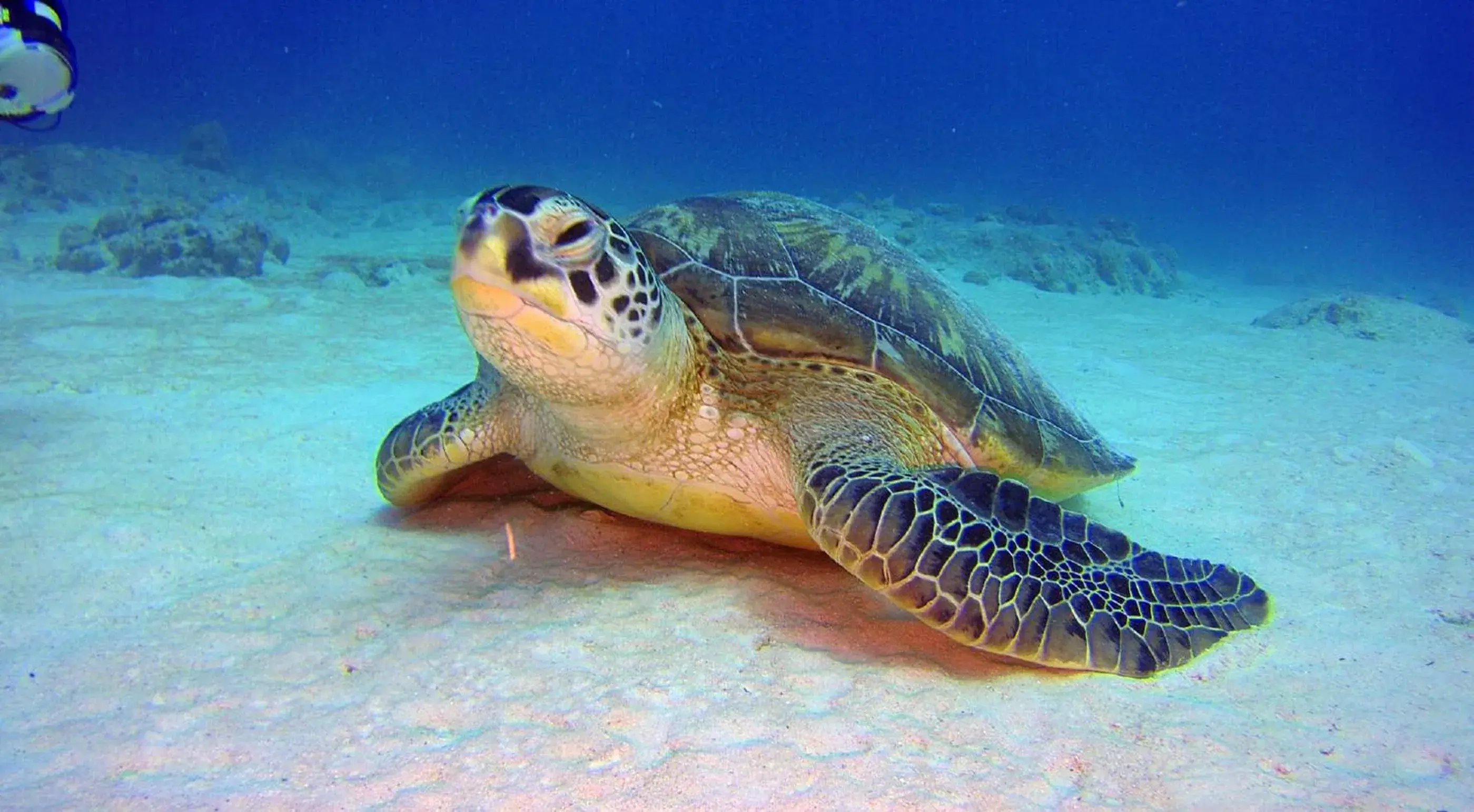 Diving, Other Animals in Sous Le Badamier Guest House Restaurant Bar