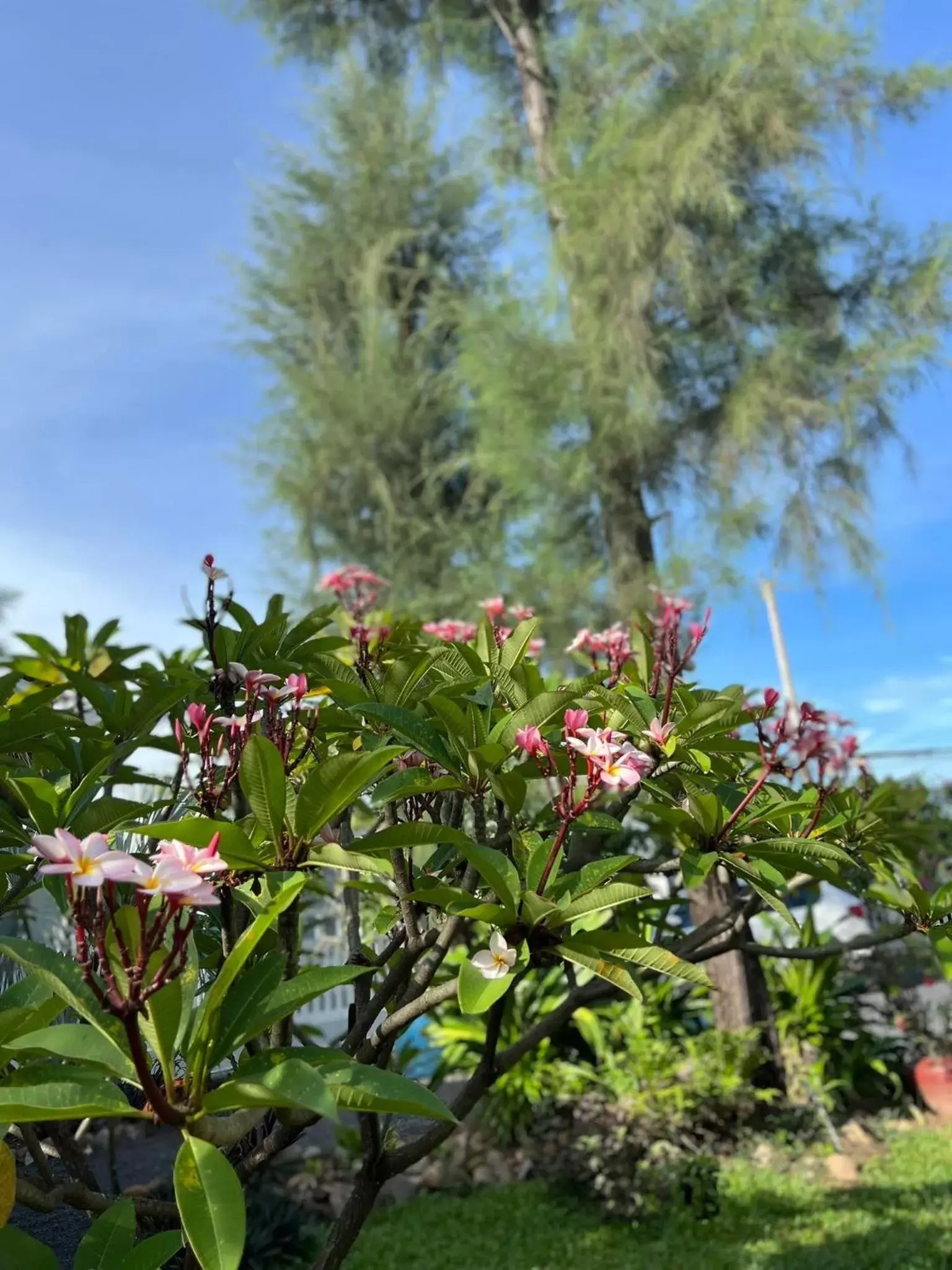 Garden in The Moon Kampot Boutique