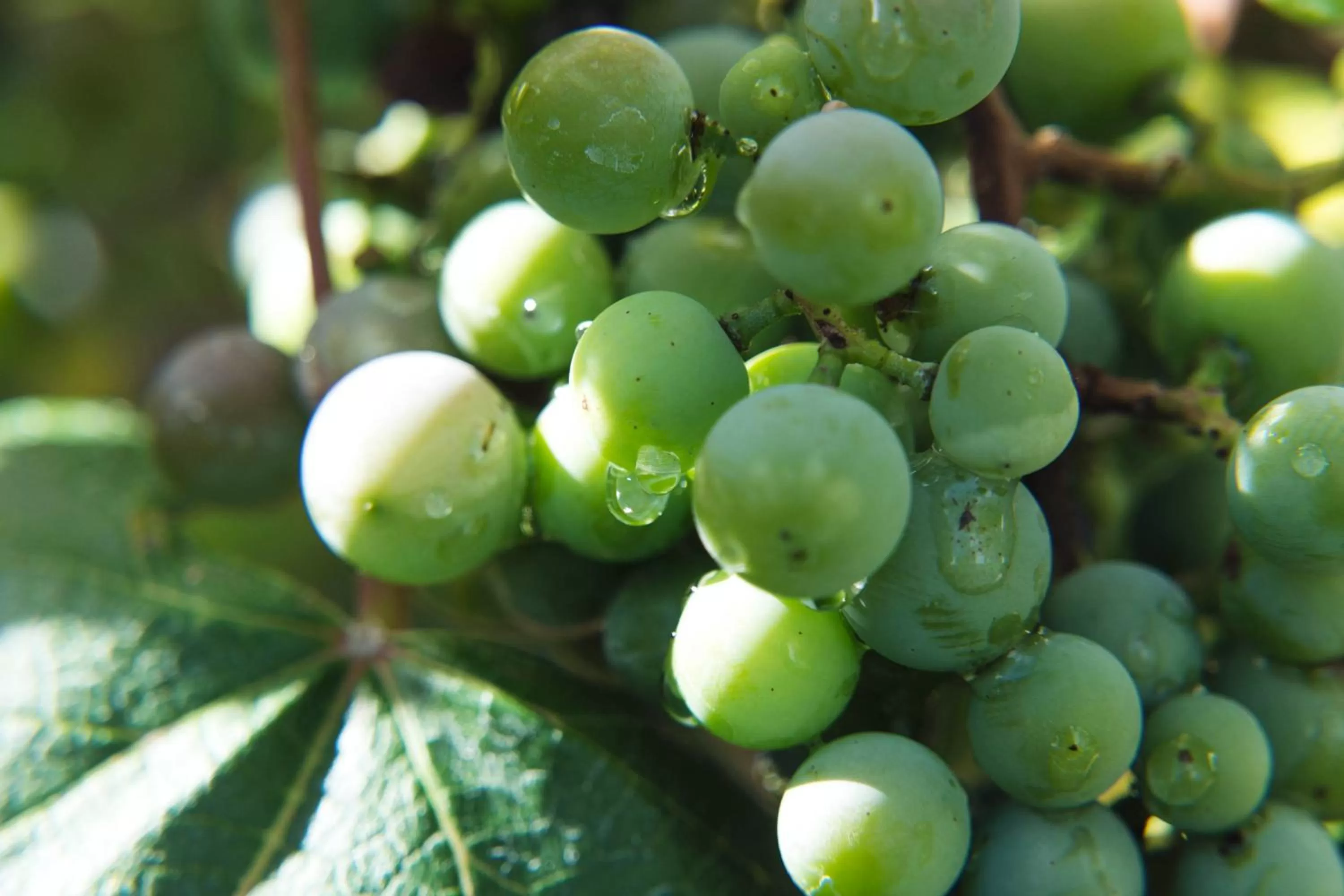 Garden in Forest Villas Hotel