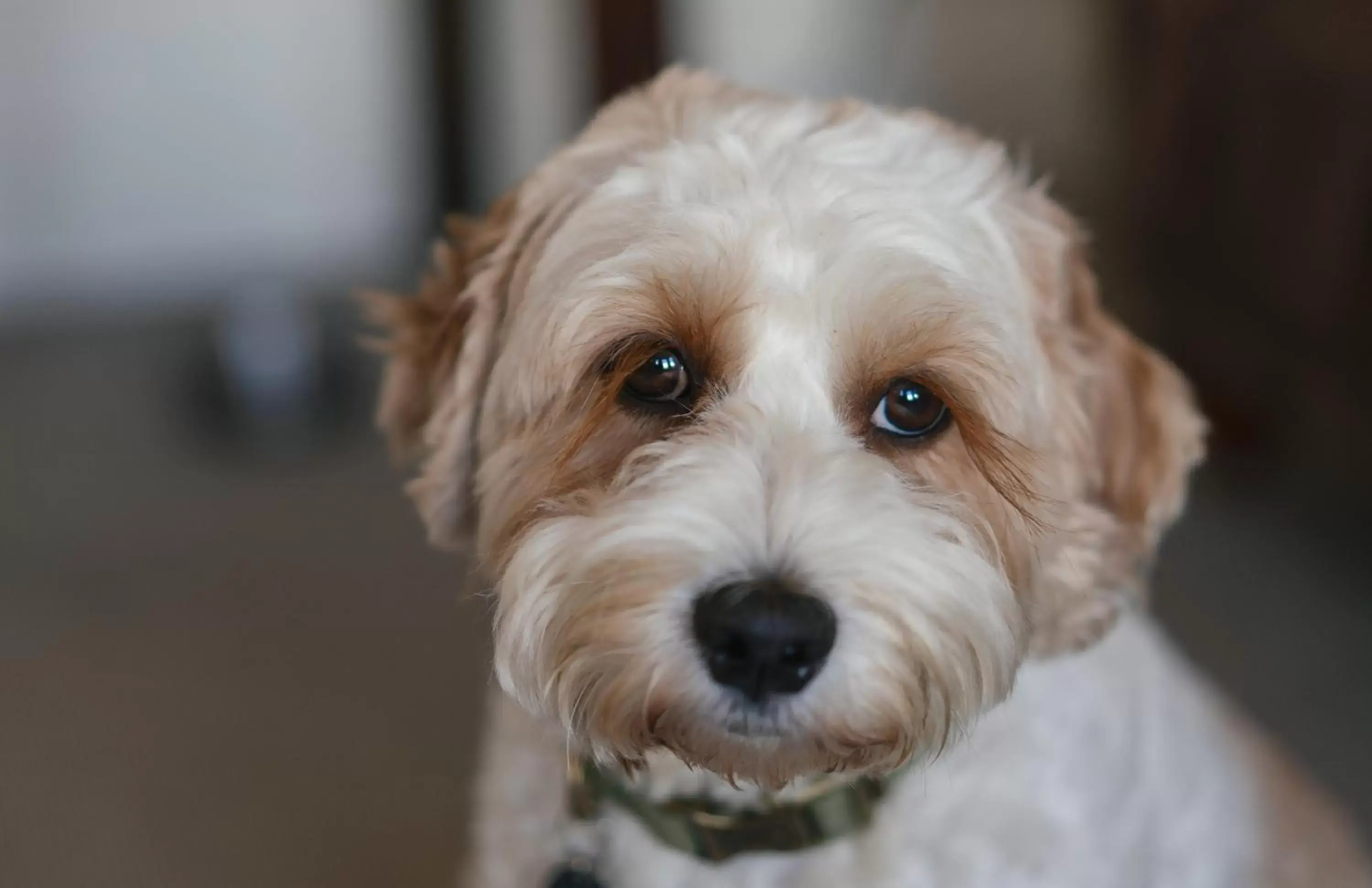 Pets in The Sheldon B&B - FREE private parking