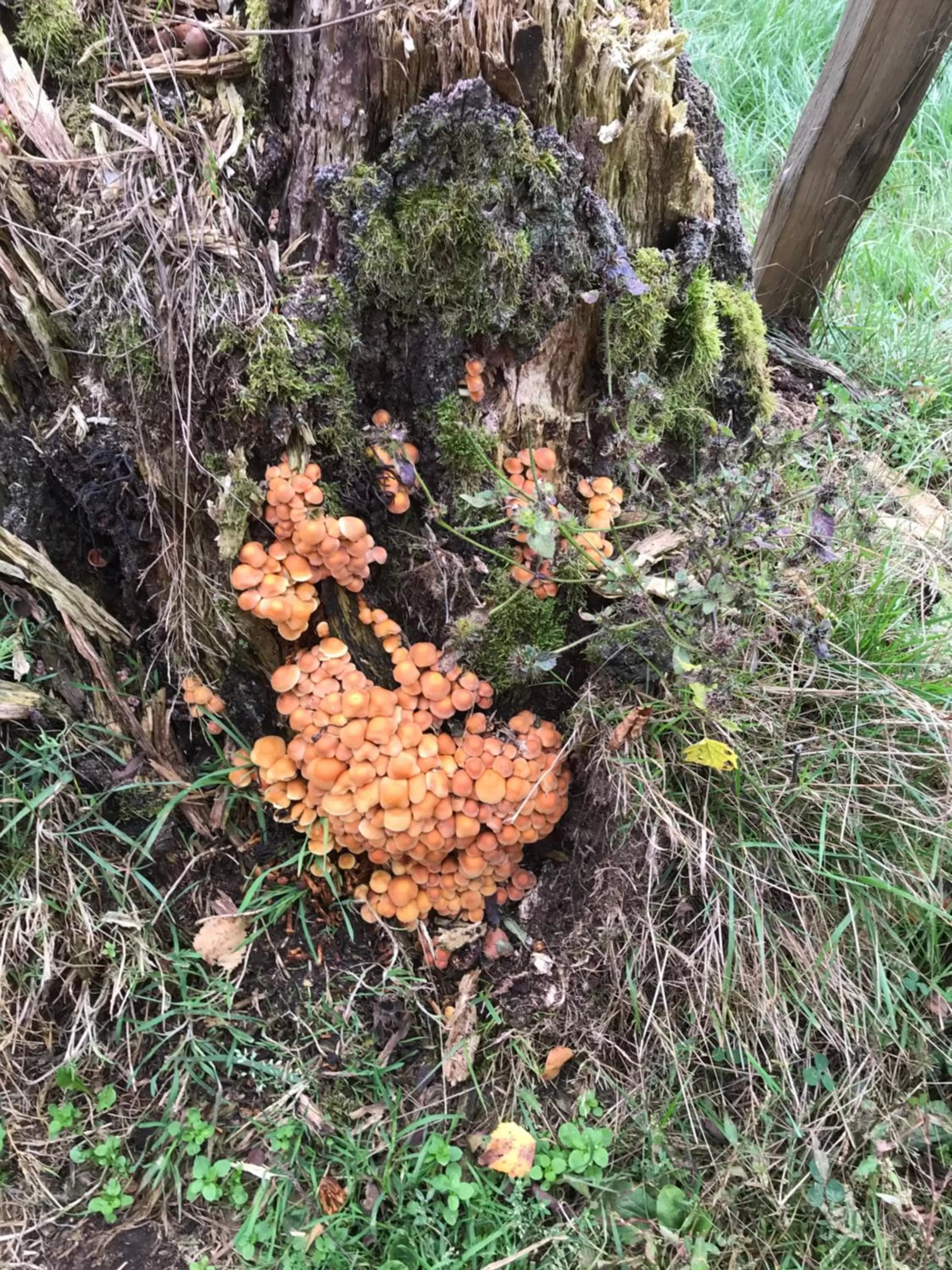 Natural landscape, Garden in B&B Holset70