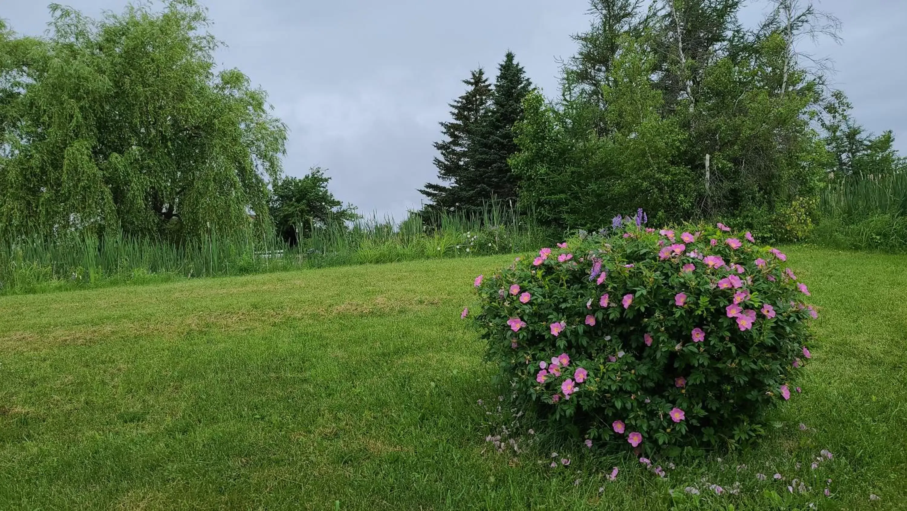 Natural landscape, Garden in Bouctouche Bay Inn