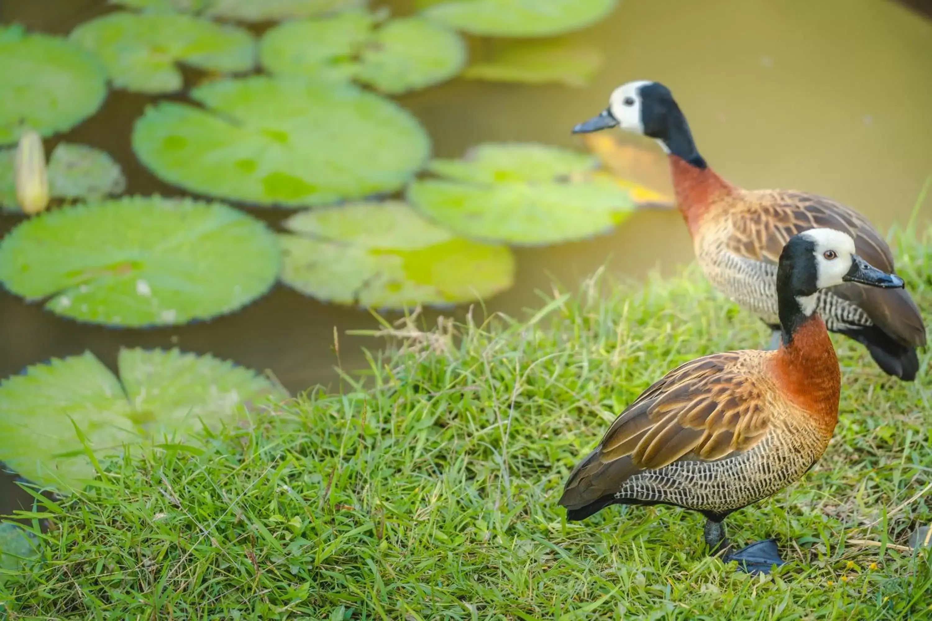 Natural landscape, Other Animals in Katiliya Mountain Resort And Spa