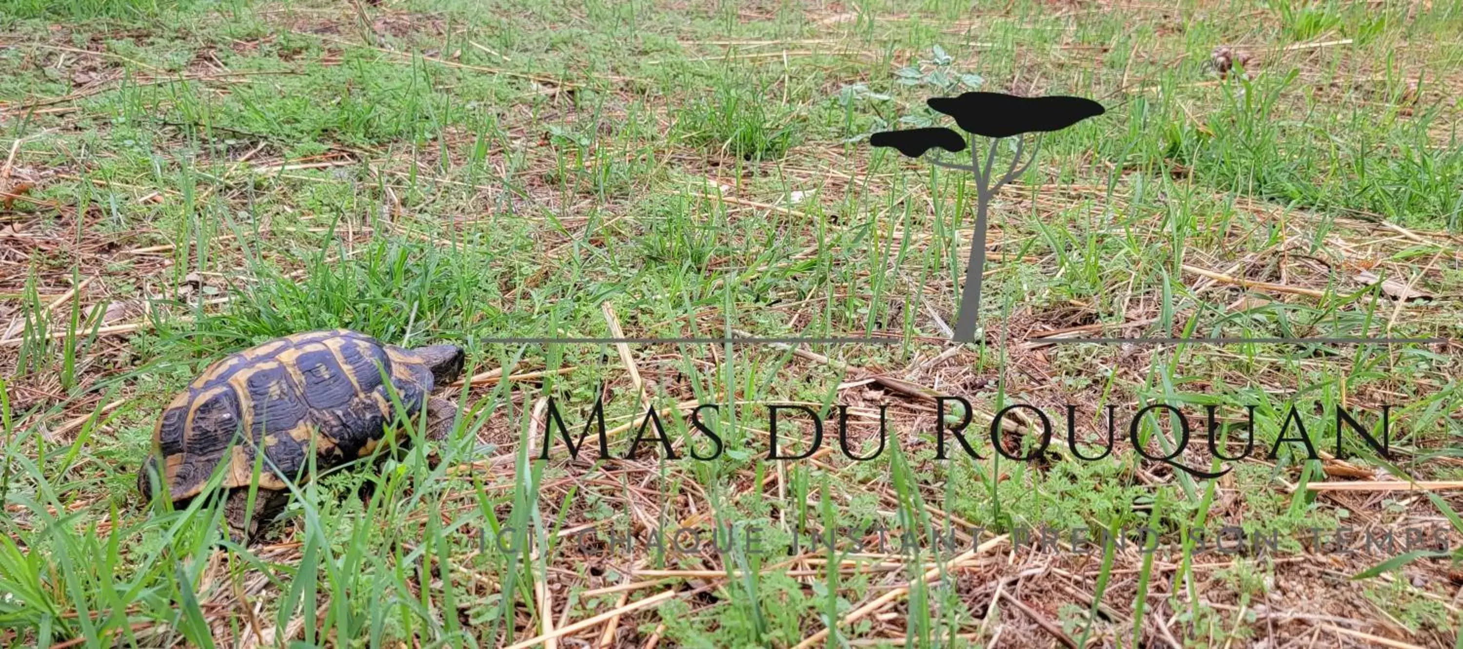 Garden, Other Animals in Le Mas du Rouquan