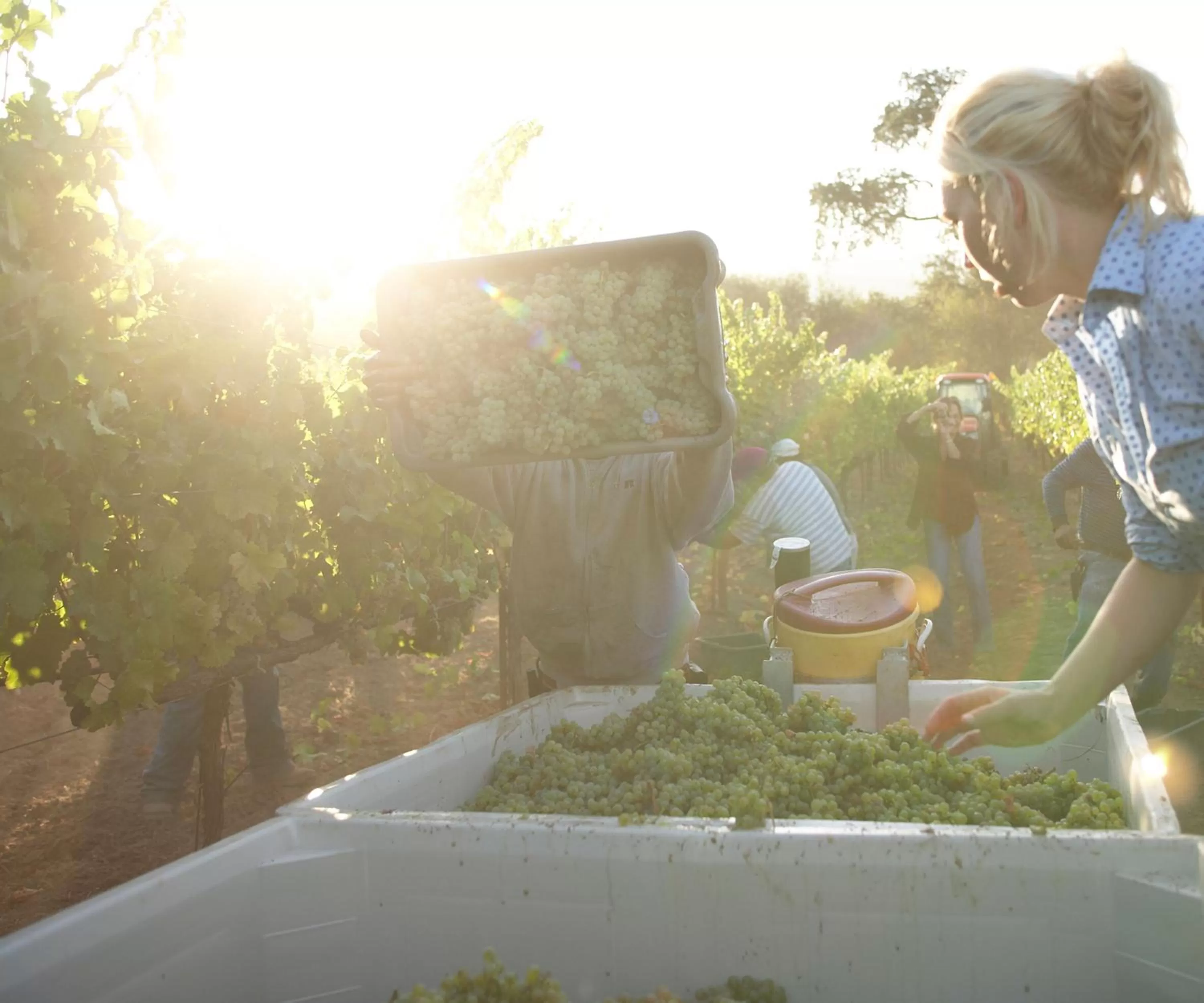 Other in Beltane Ranch