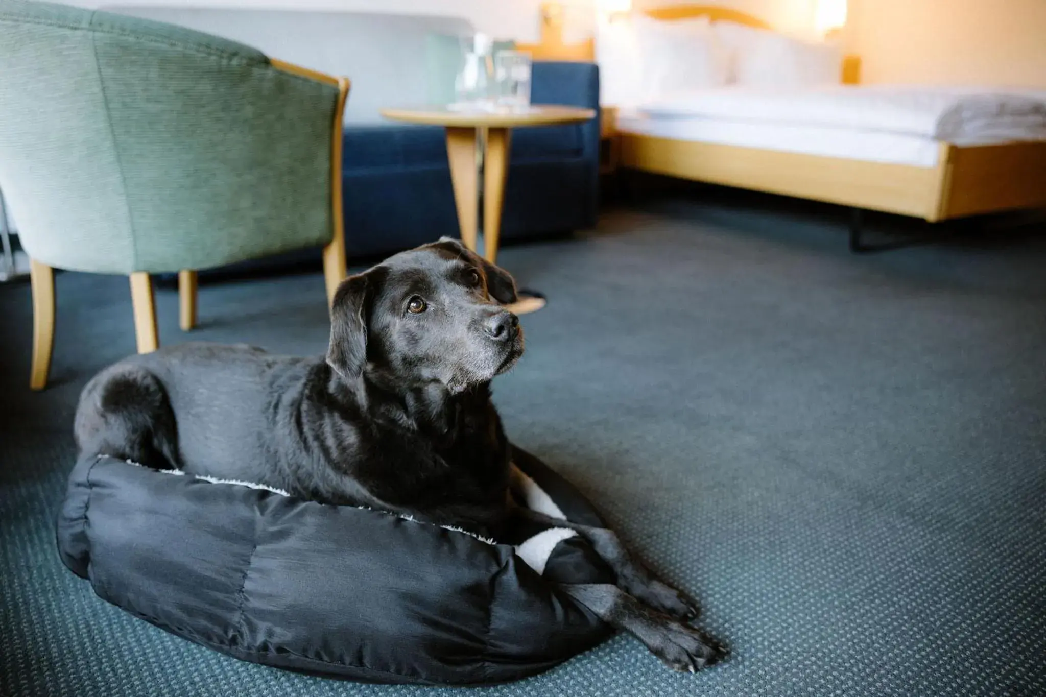 Pets in Hotel Perren Superior