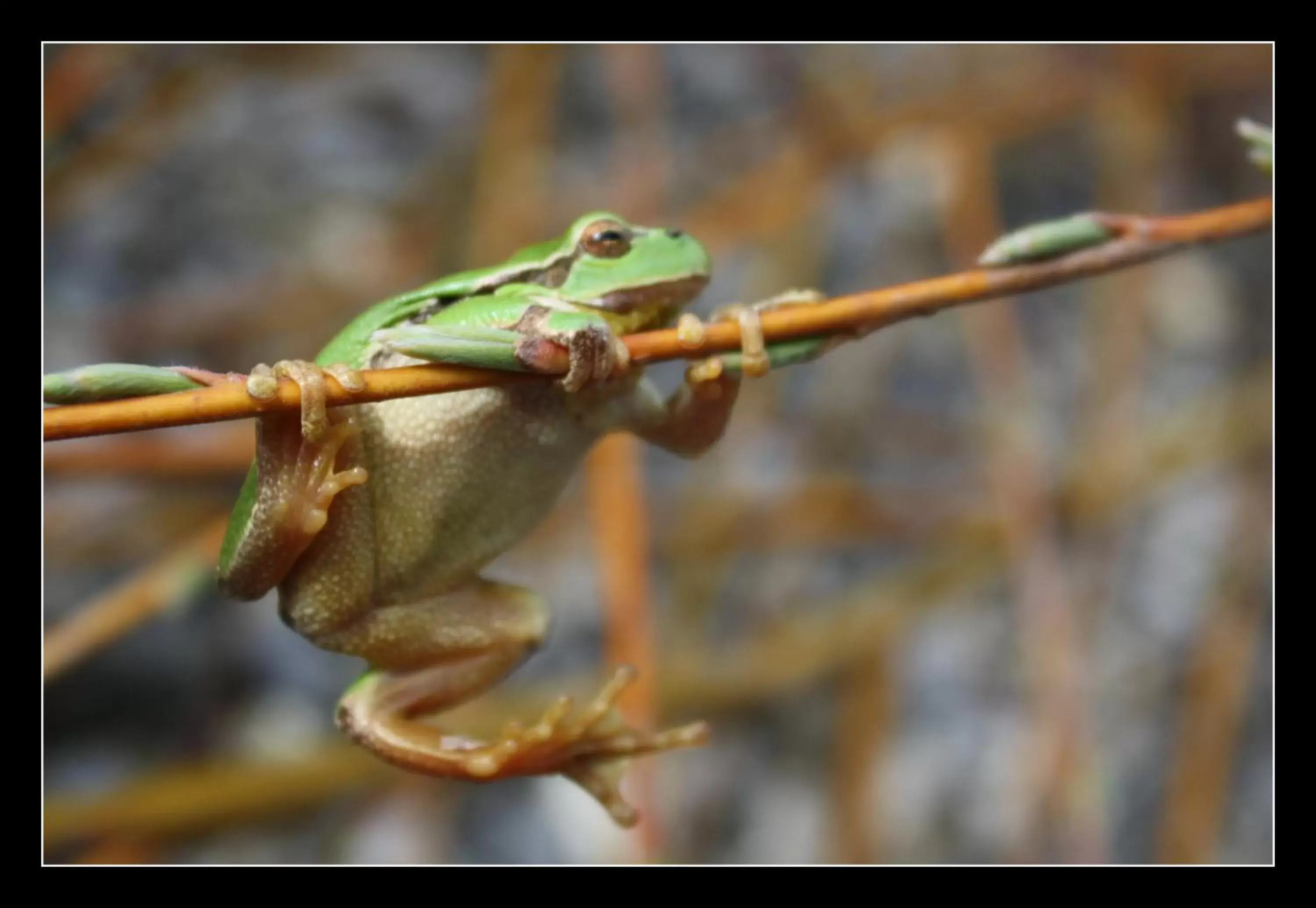 Animals, Other Animals in BnB Entensee