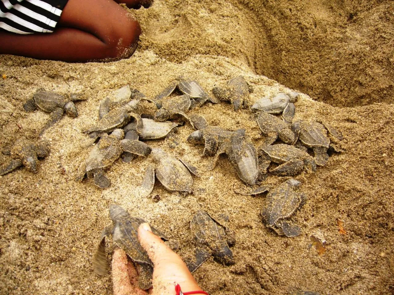 Beach in Acajou Hotel