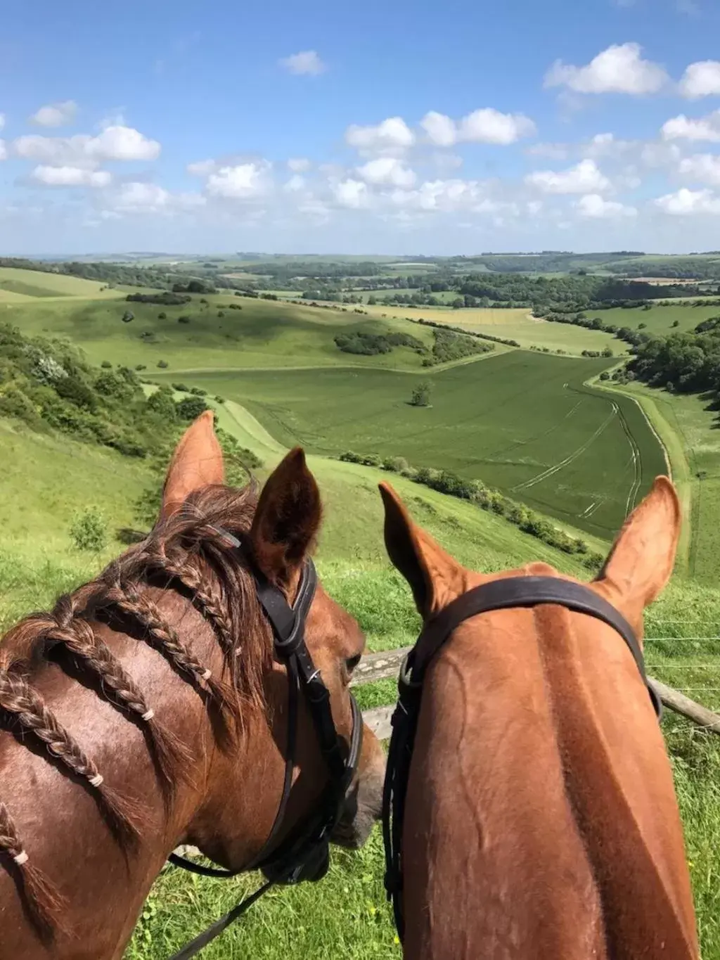 Activities, Other Animals in Gutchpool Farm