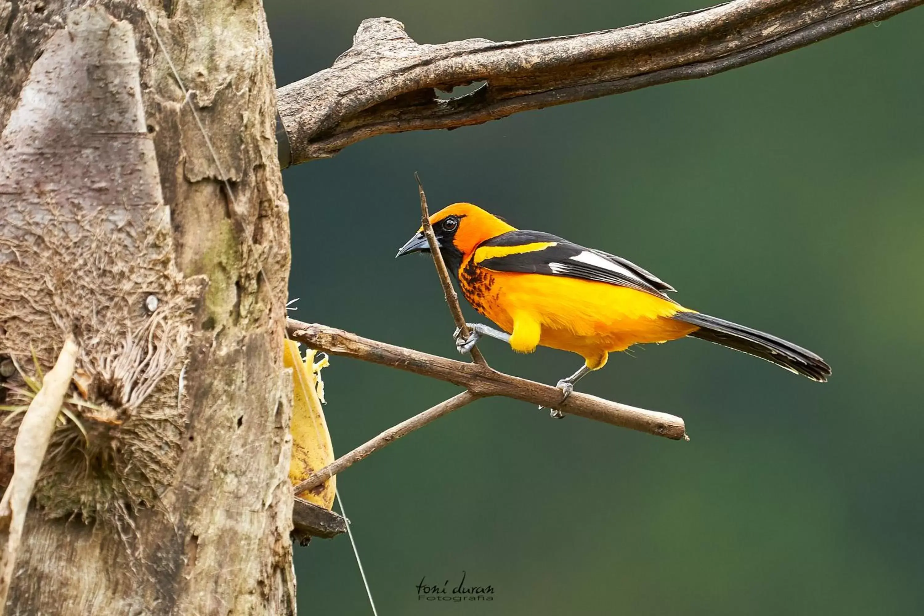 Other Animals in Birds & Breakfast Costa Rica