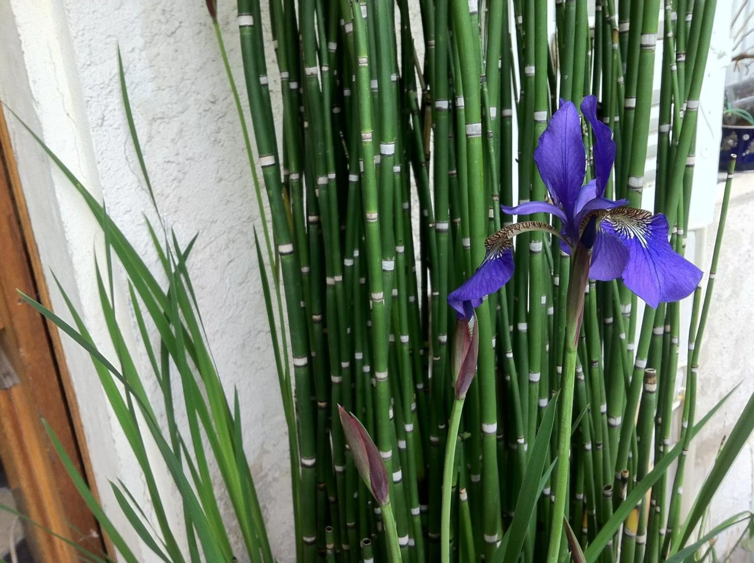Patio in La Porte Rouge - The Red Door Inn