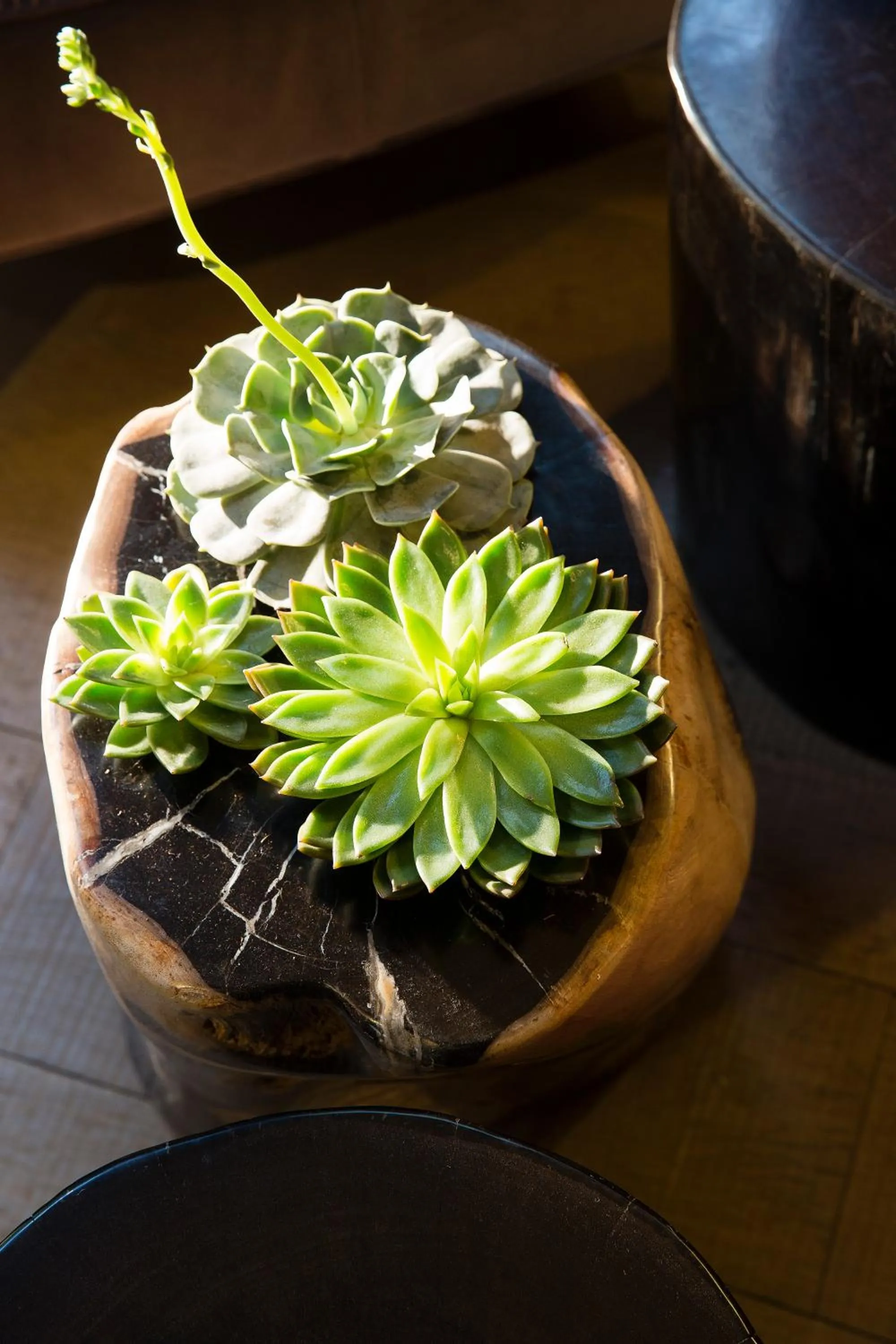 Decorative detail in Hôtel Molière