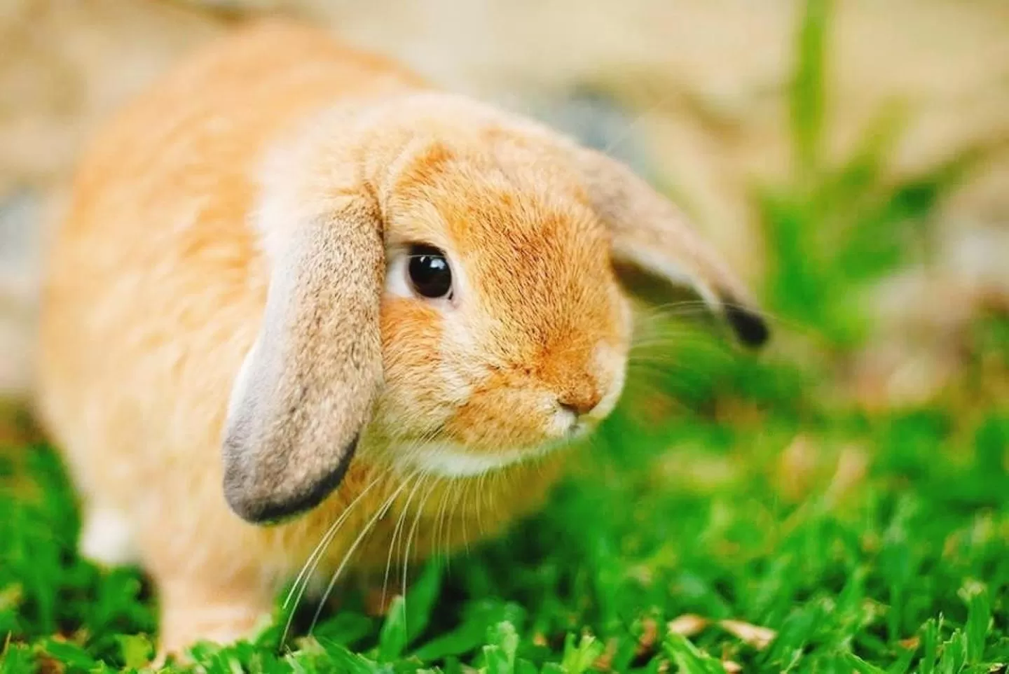 Pets in Birds and Bees Resort