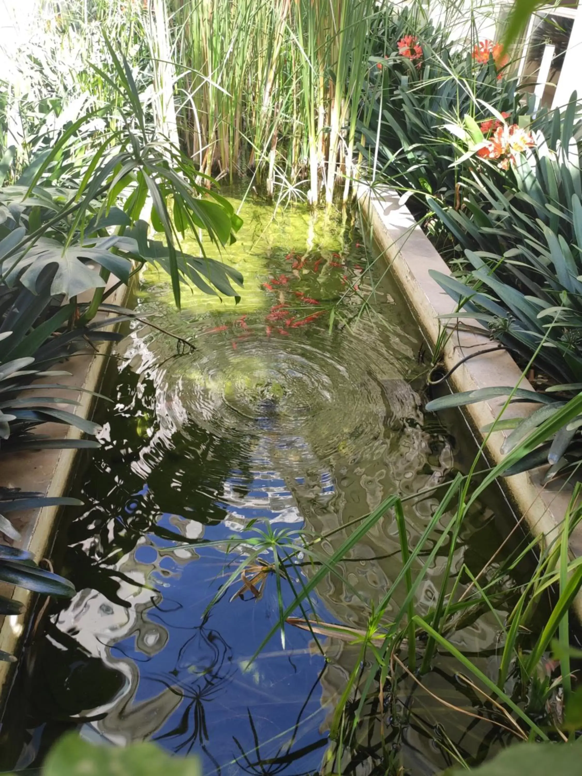 Garden in Hotel Mirador