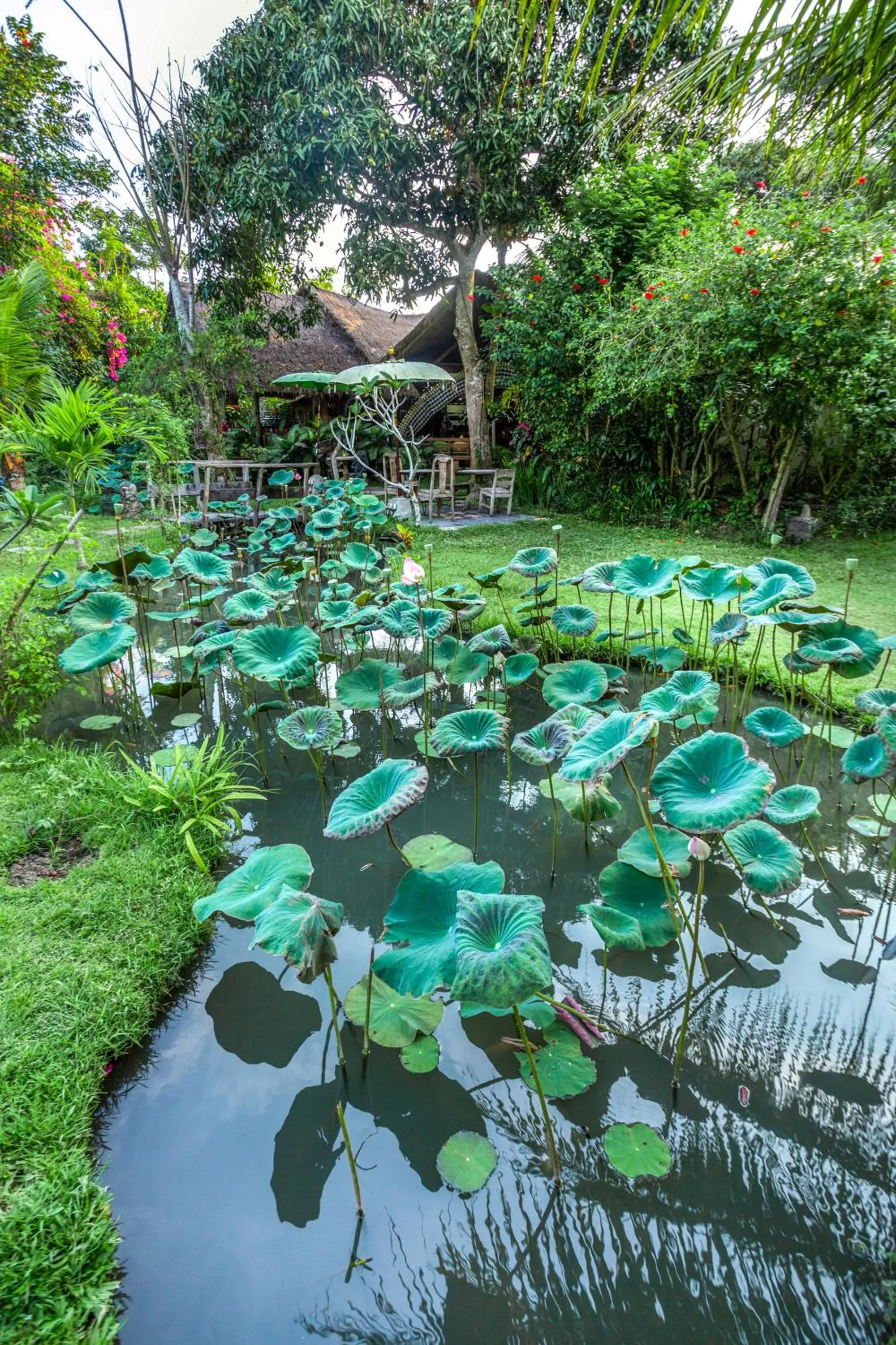 Garden in Swasti Eco Cottages