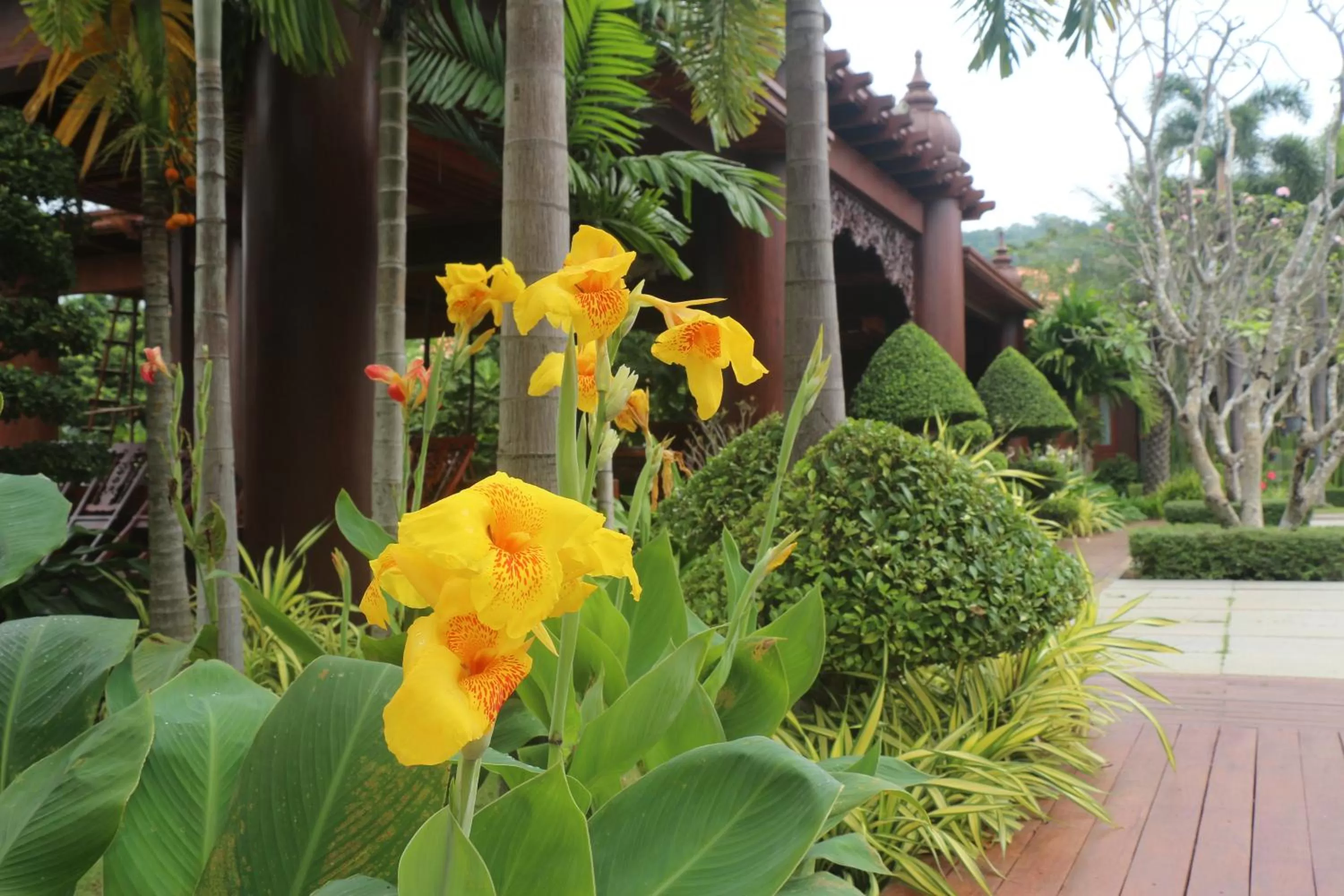 Garden in Try Palace Resort Kep