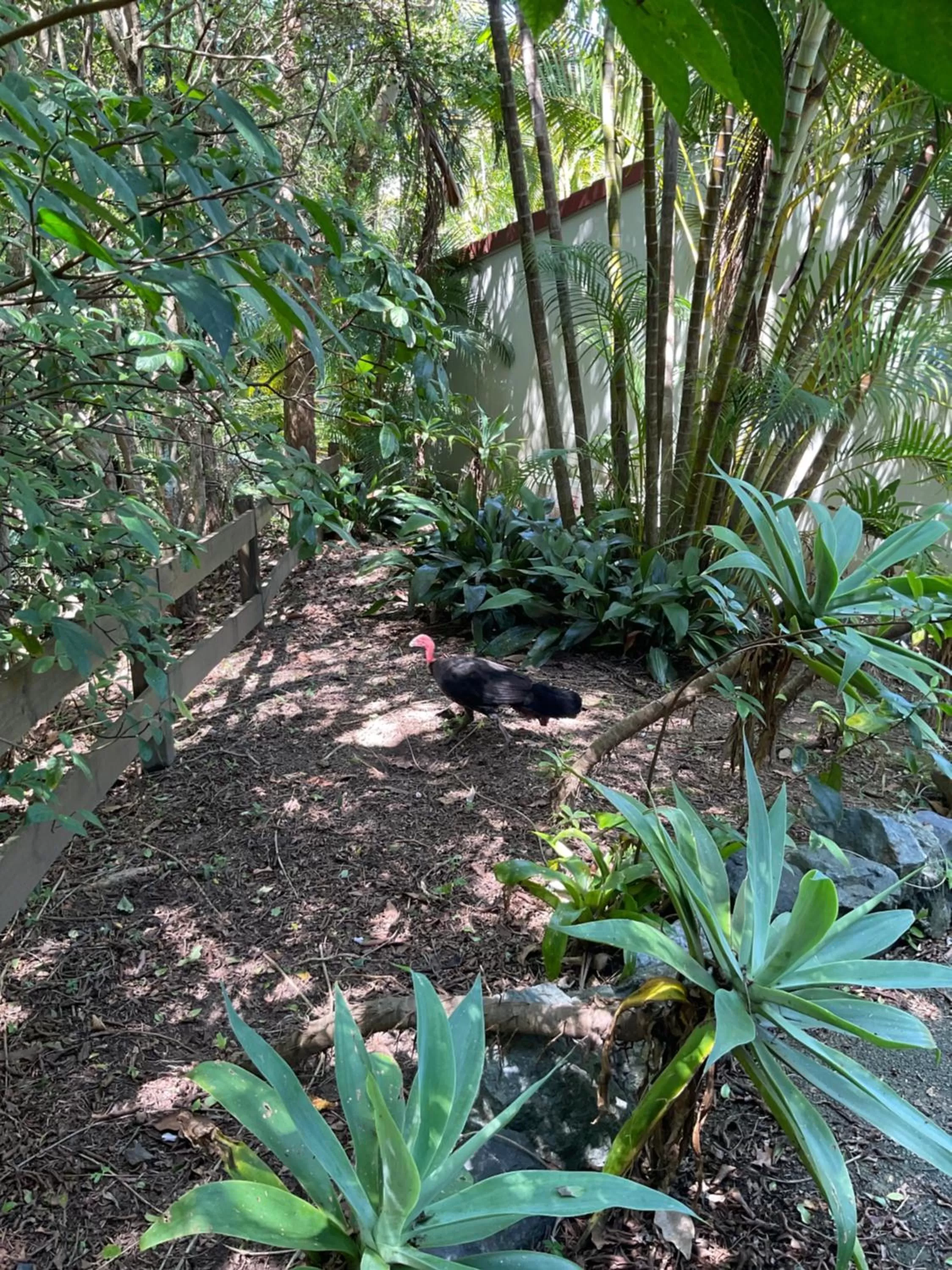 Garden in Private Suite Nautilus Beach Front Resort