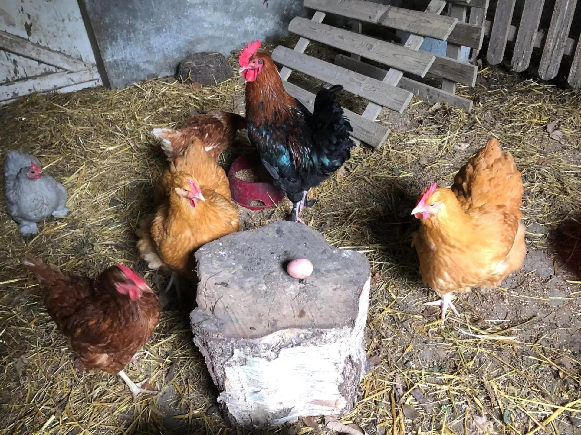 Other Animals in Chambres d'hôtes Manoir Ker-Huella