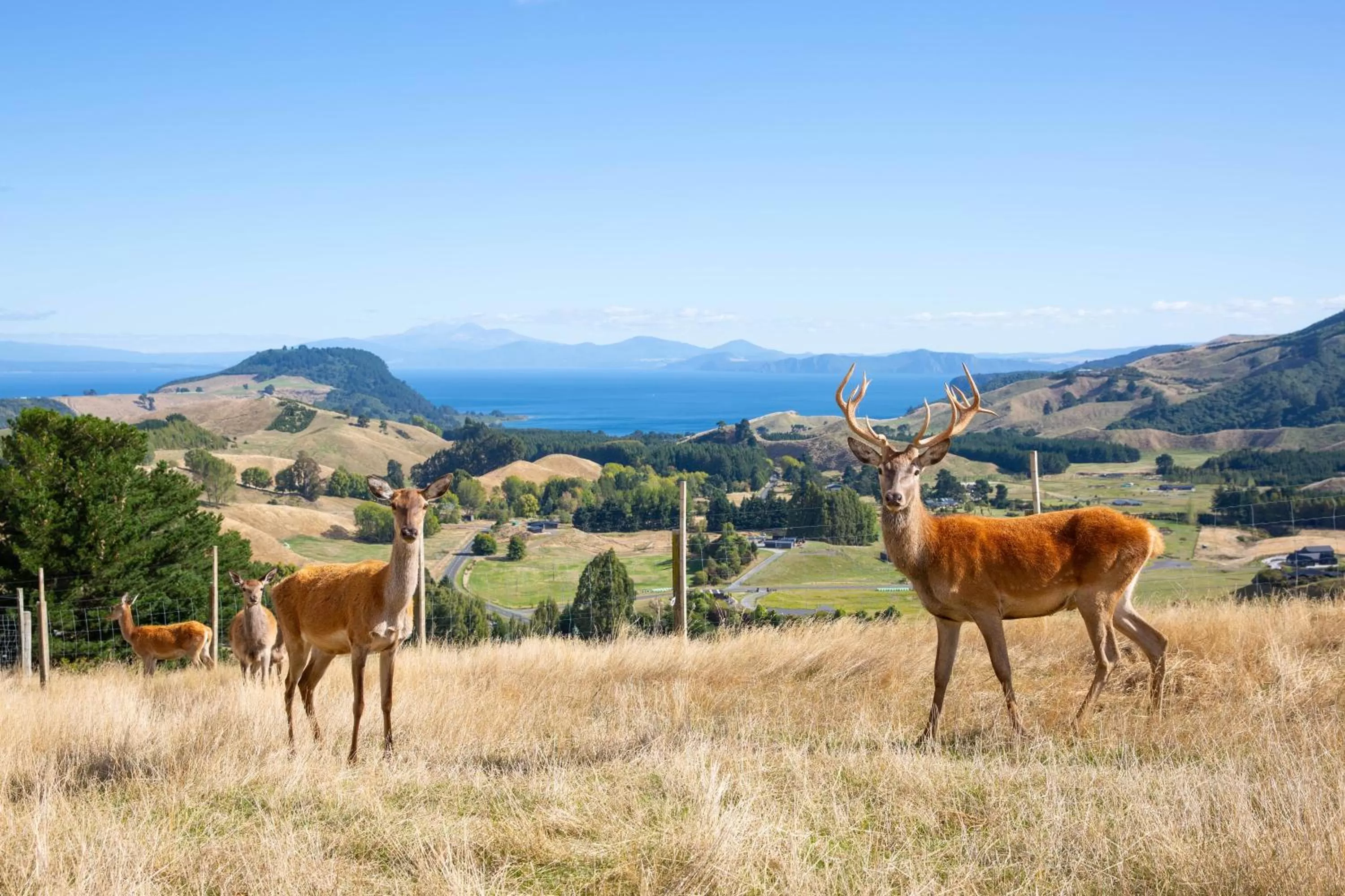 Animals in Hilltop Whakaipo Estate