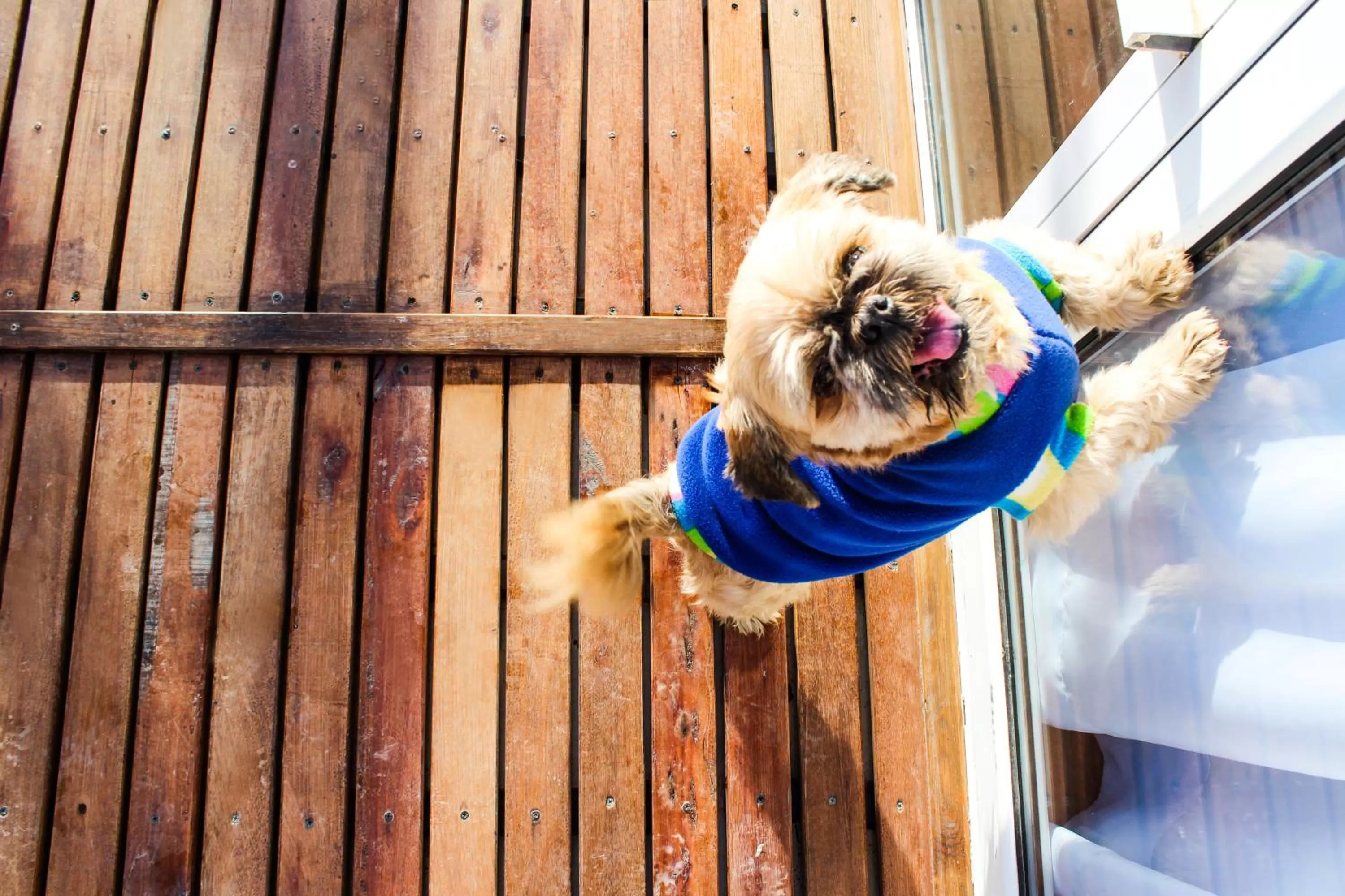 Animals in Dazzler by Wyndham Puerto Madryn